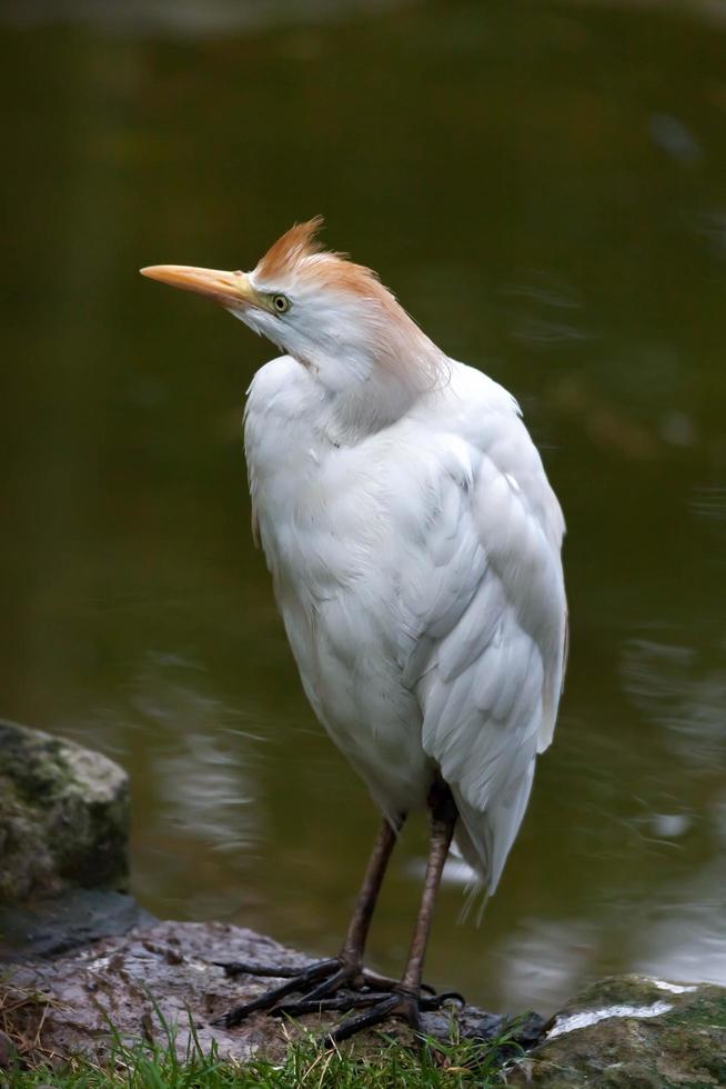 Cattle Egret by the waterside photo