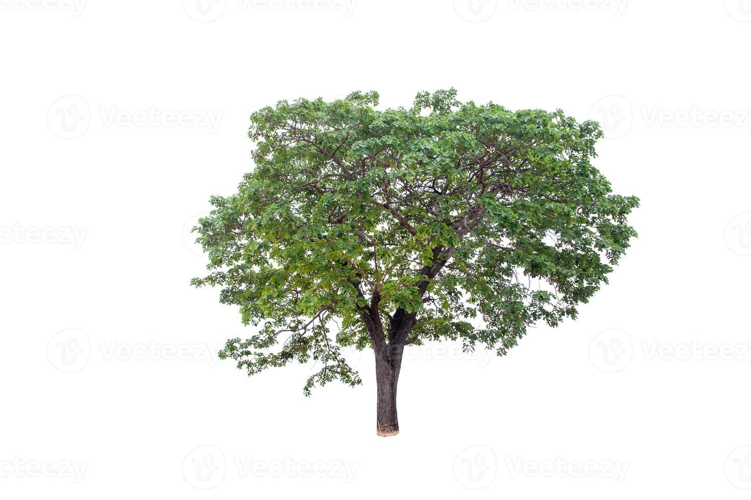 Beautiful tree on a white background Natural concept photo