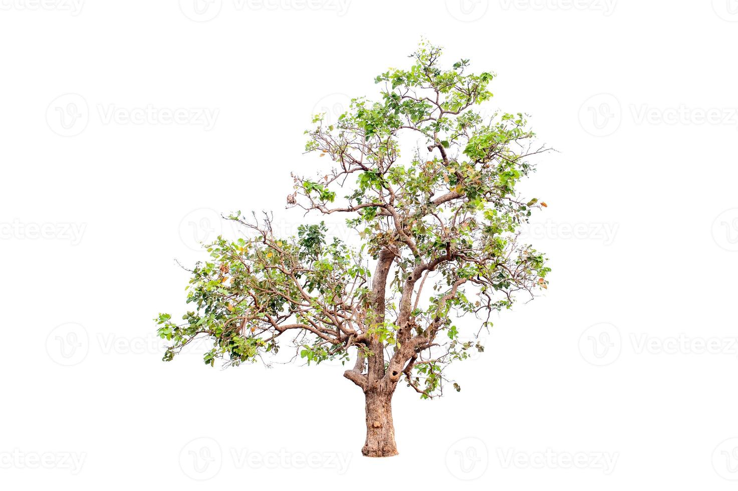 Beautiful tree on a white background Natural concept photo