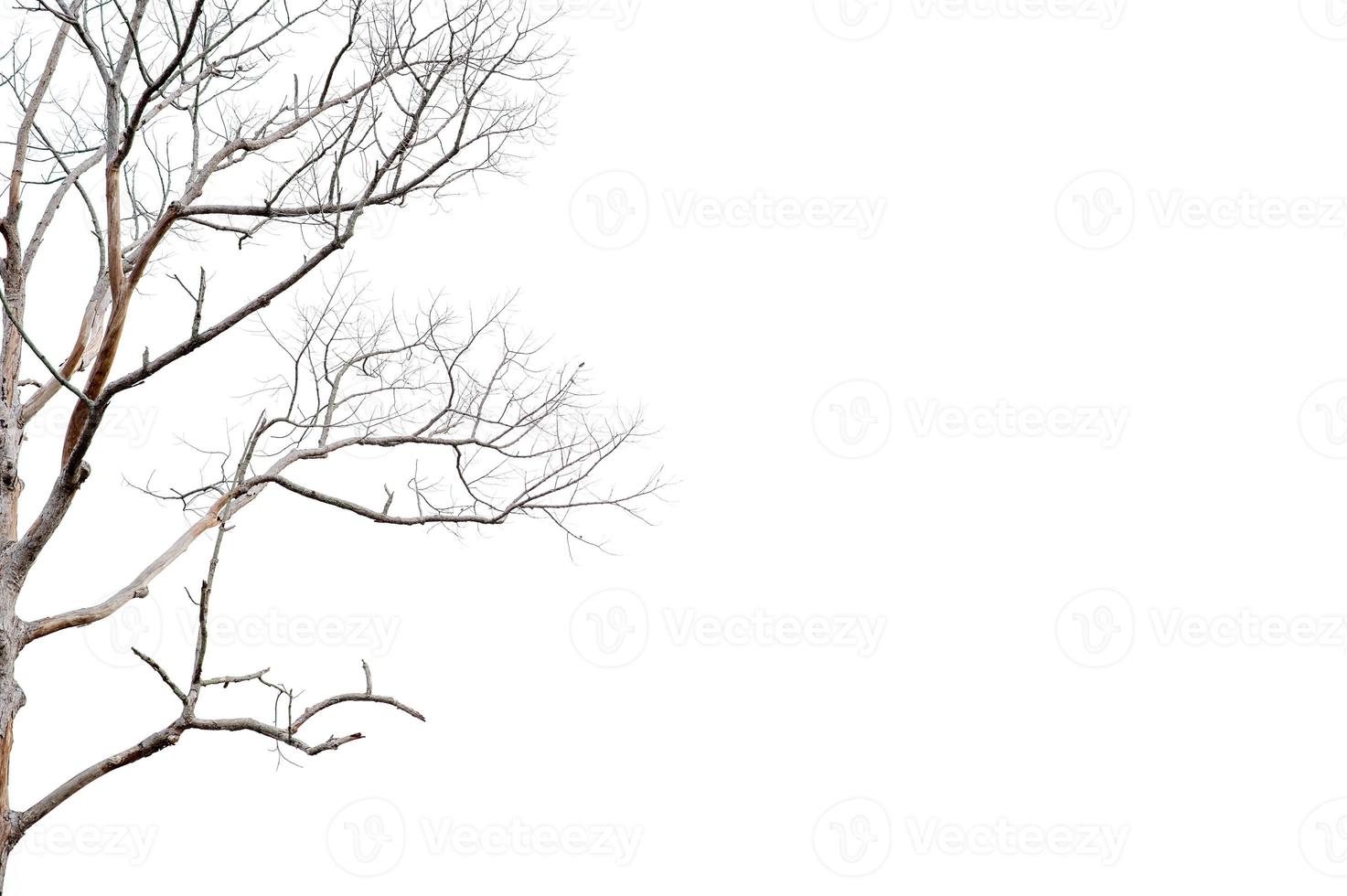 Dry twigs, dry trees on a white background Object concept photo