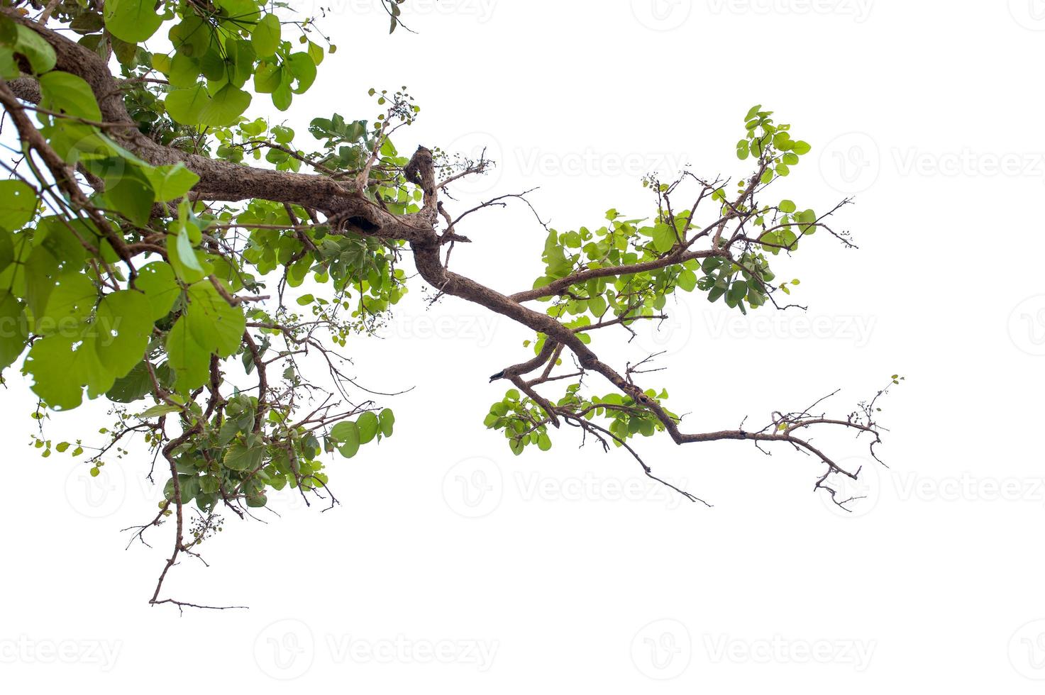 hermoso árbol sobre un fondo blanco concepto natural foto