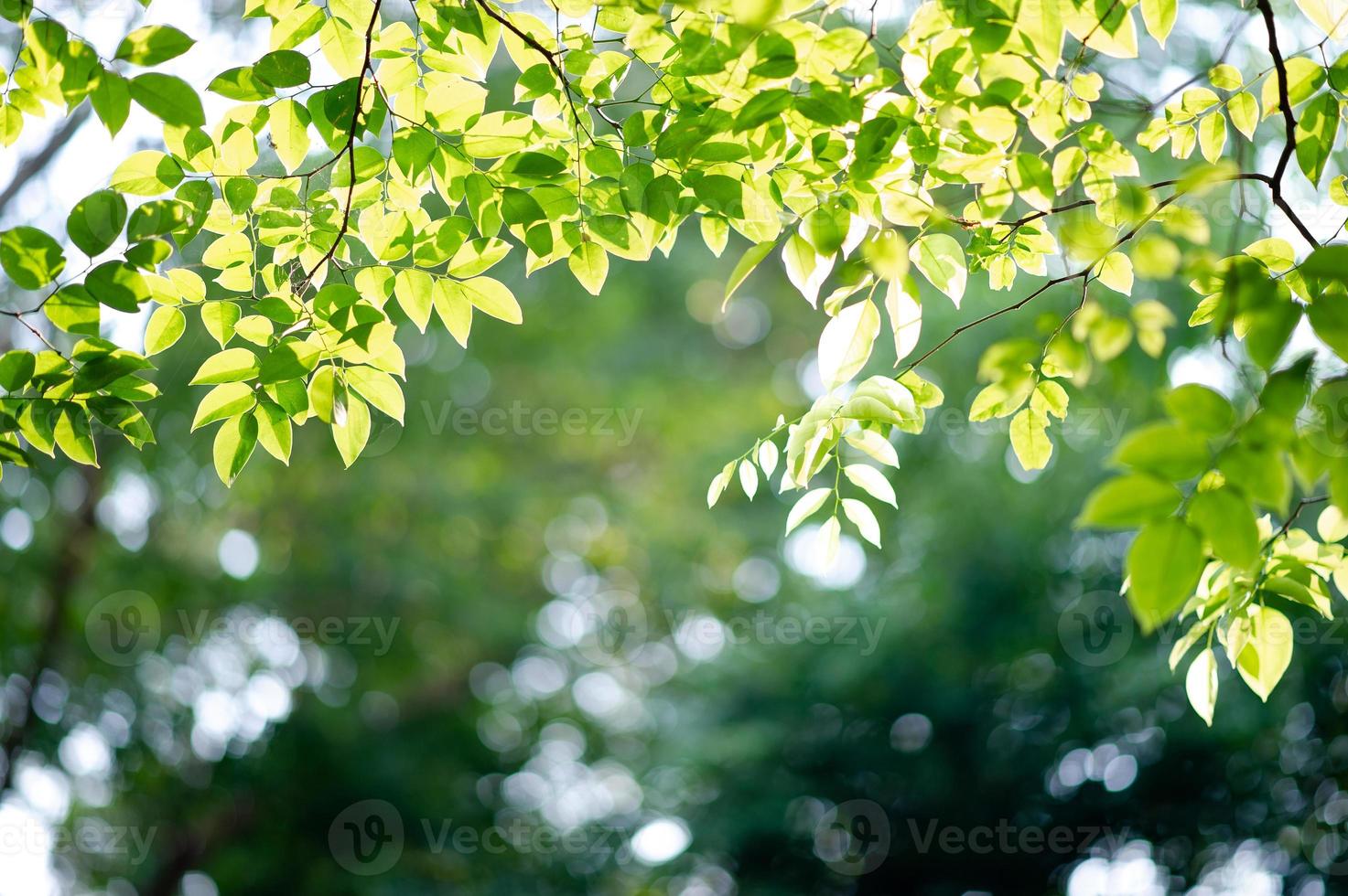 árboles y hojas verdes fértiles hay una luz que brilla en el hermoso concepto natural. foto