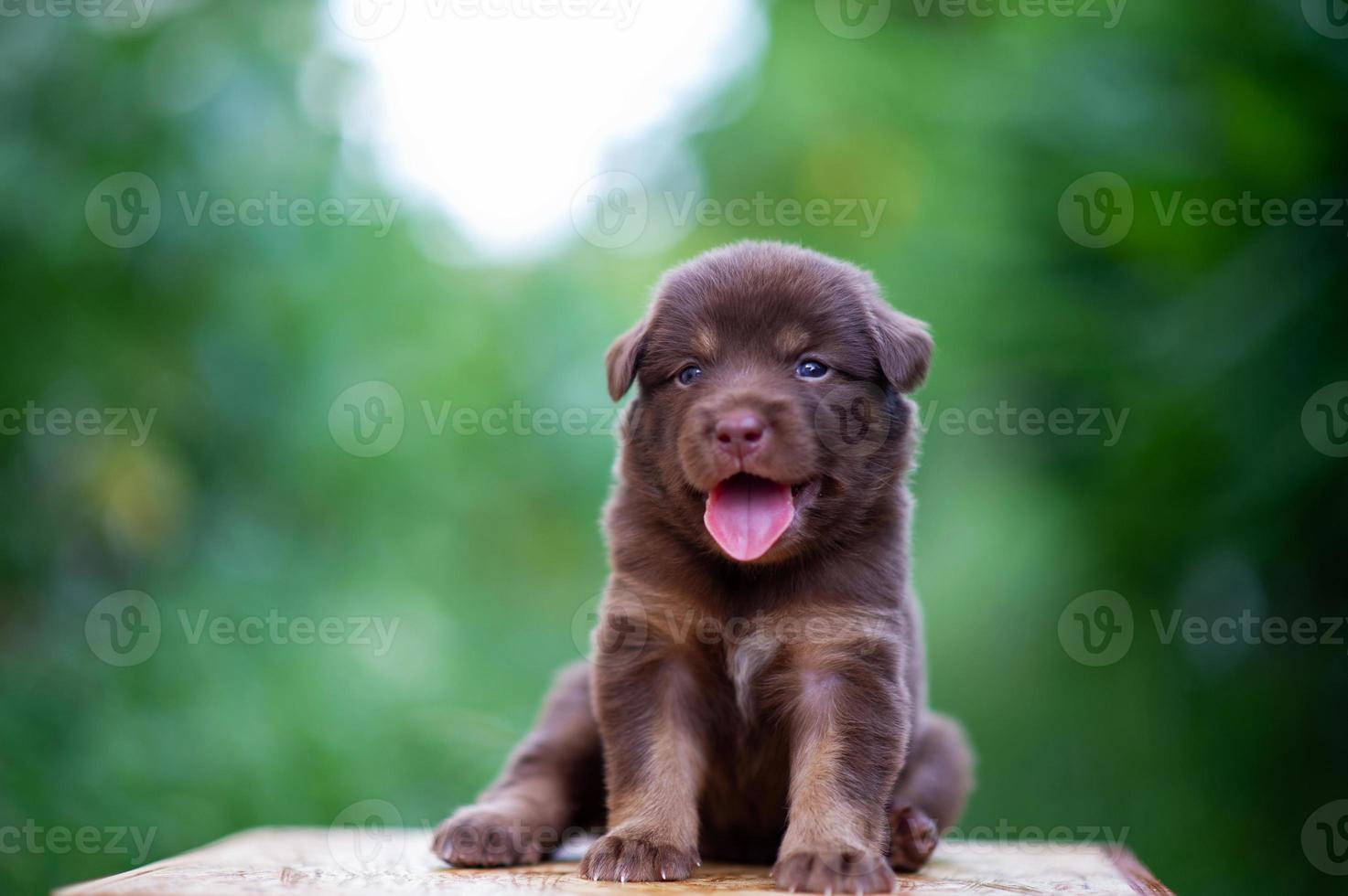 lindos cachorros marrones sentados en la mesa foto