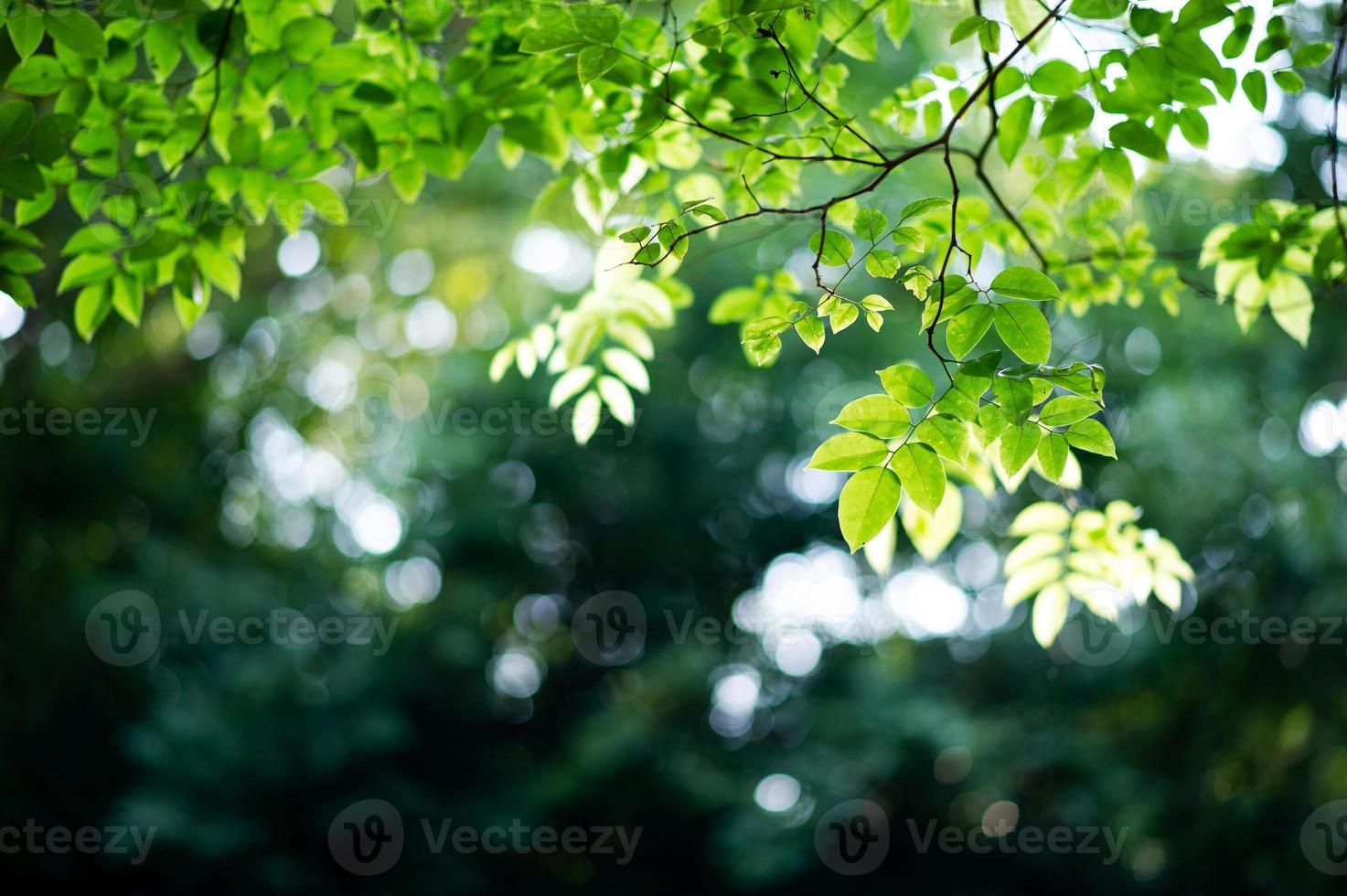 árboles y hojas verdes fértiles hay una luz que brilla en el hermoso concepto natural. foto