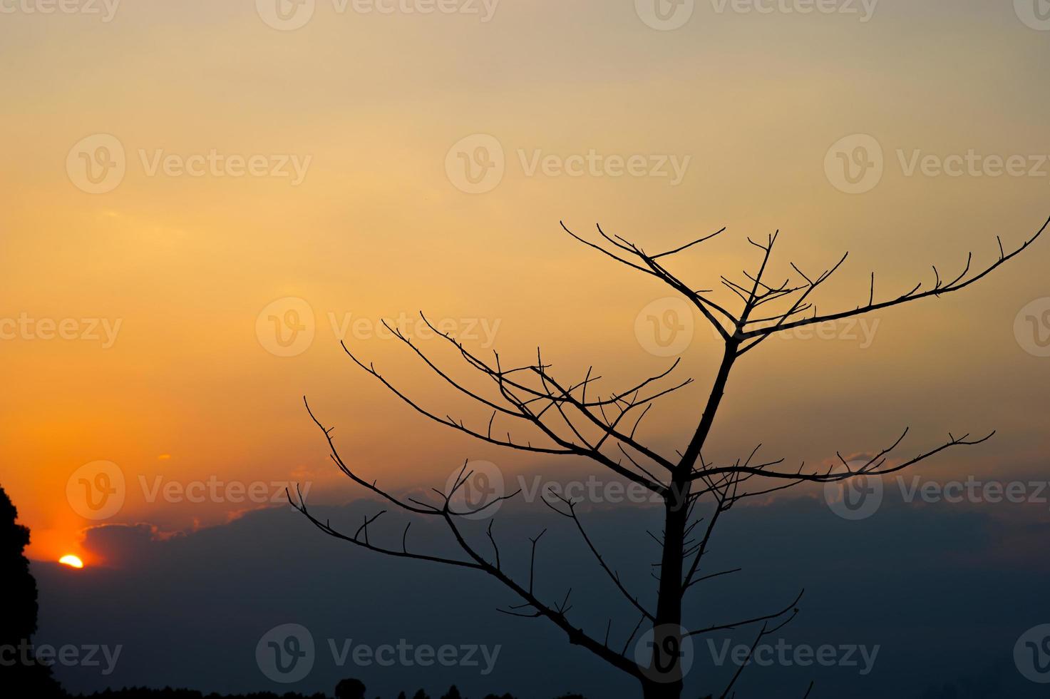 Black branches and sunset, orange sky, silhouette concept photo