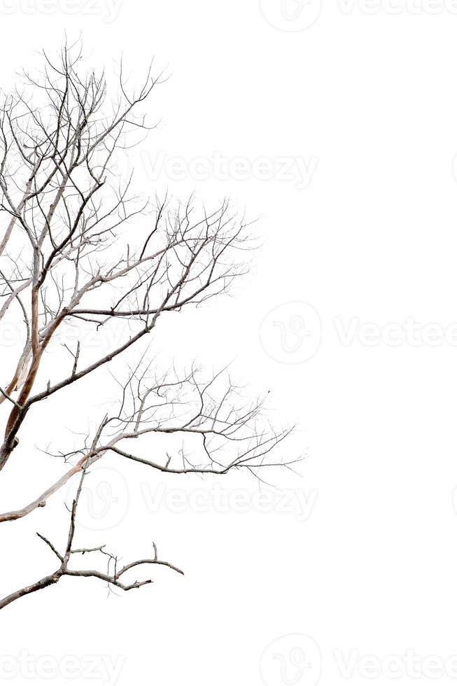 Dry twigs, dry trees on a white background Object concept photo