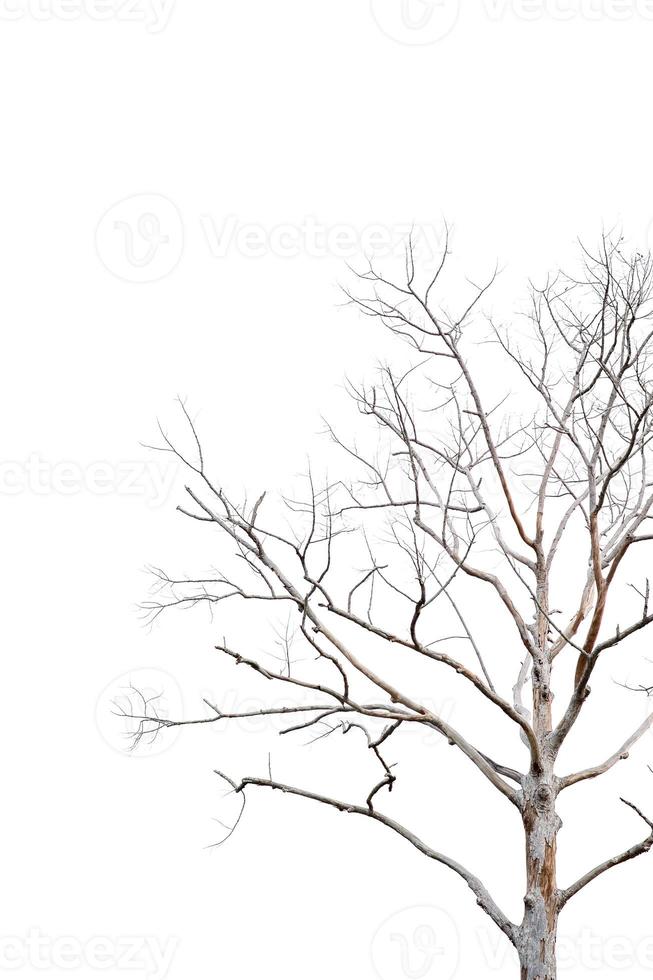 Dry twigs, dry trees on a white background Object concept photo