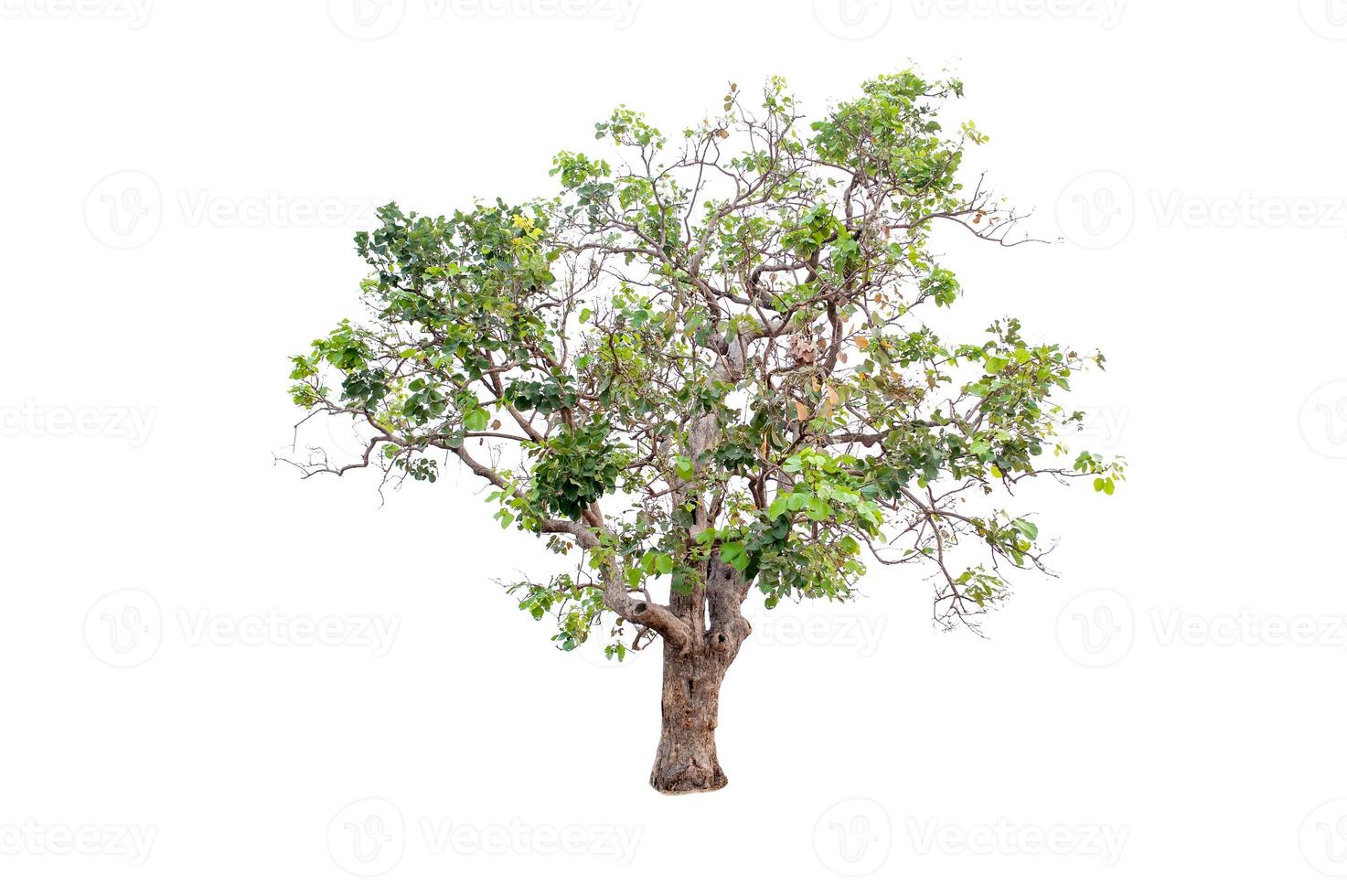 Beautiful tree on a white background Natural concept photo