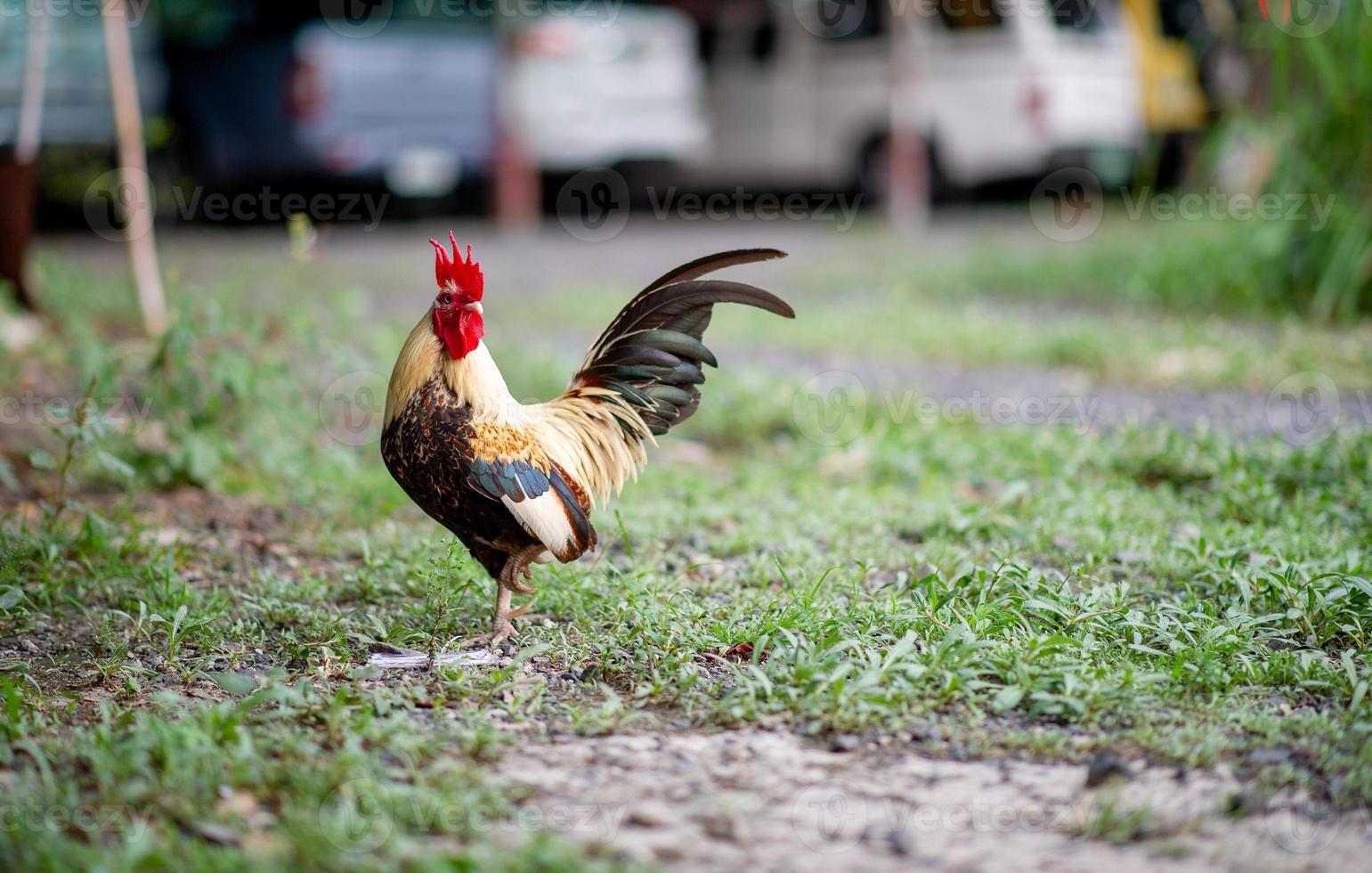 hermosos pollos pequeños en la casa caminan por comida en el césped. foto