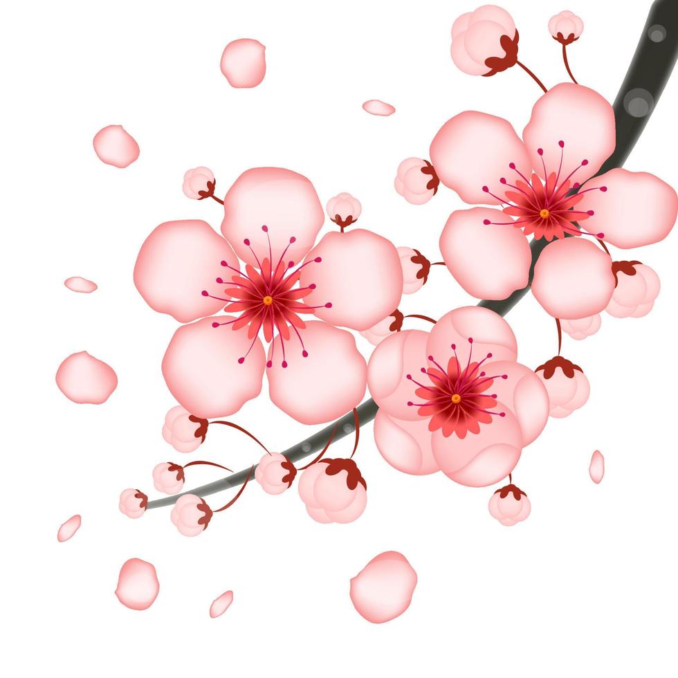 rama floreciente de sakura, flor de cerezo, jardín de flores de primavera, flores de árboles japoneses en una ilustración vectorial de fondo rosa, impresión, impresión textil, diseño de postales vector