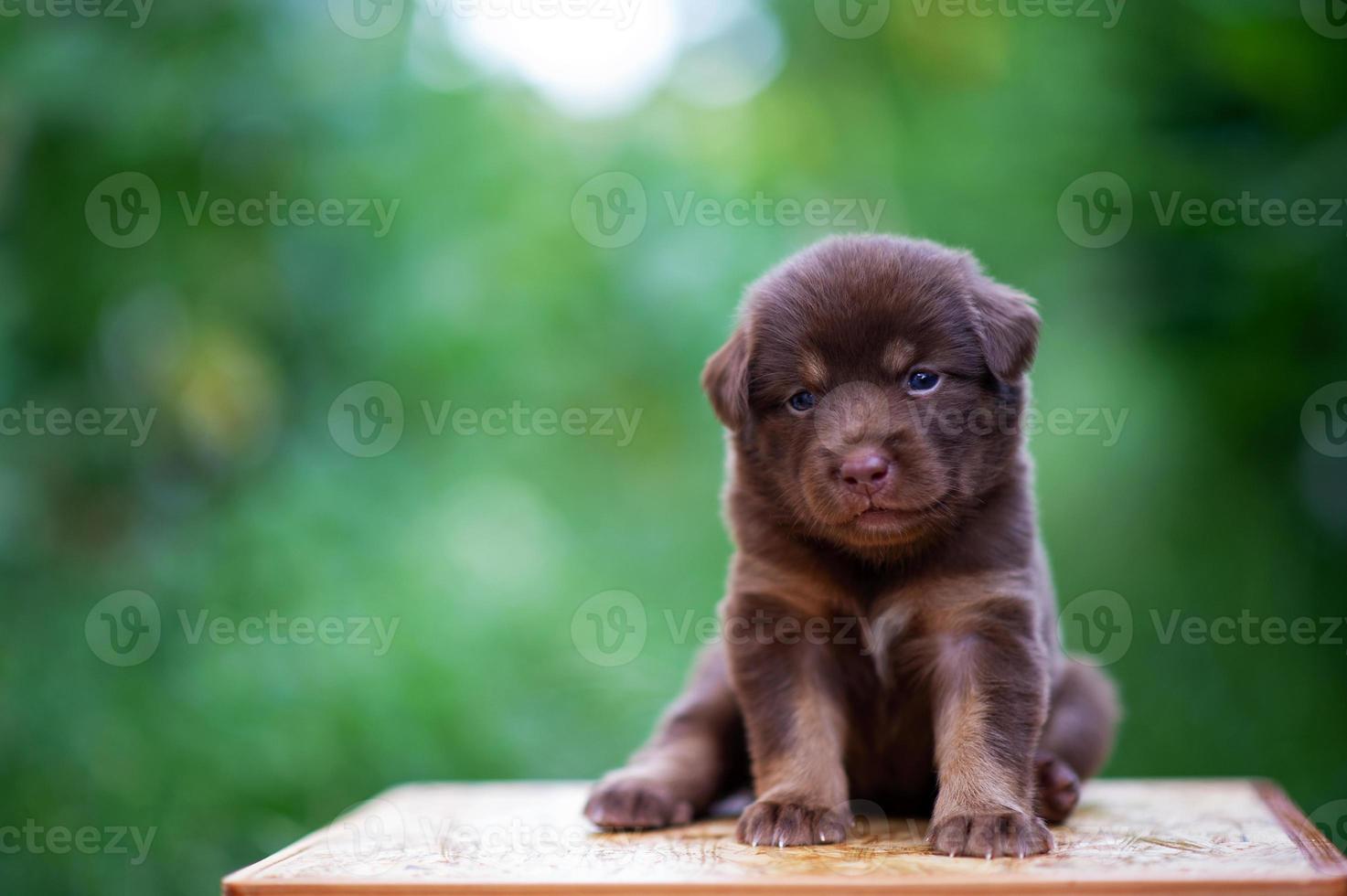 Cute brown puppies sitting on the table photo