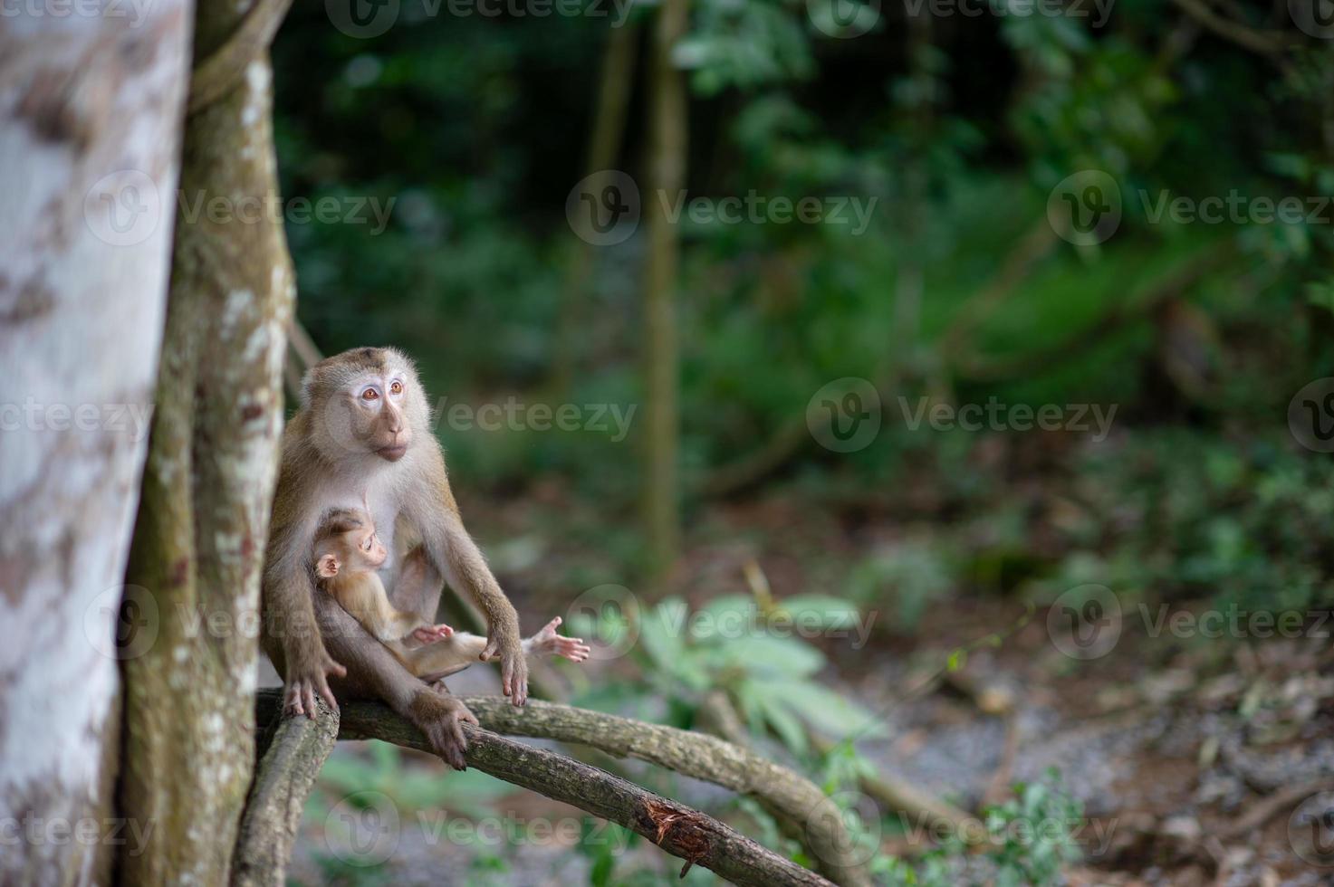 monos y monos en el bosque fértil foto