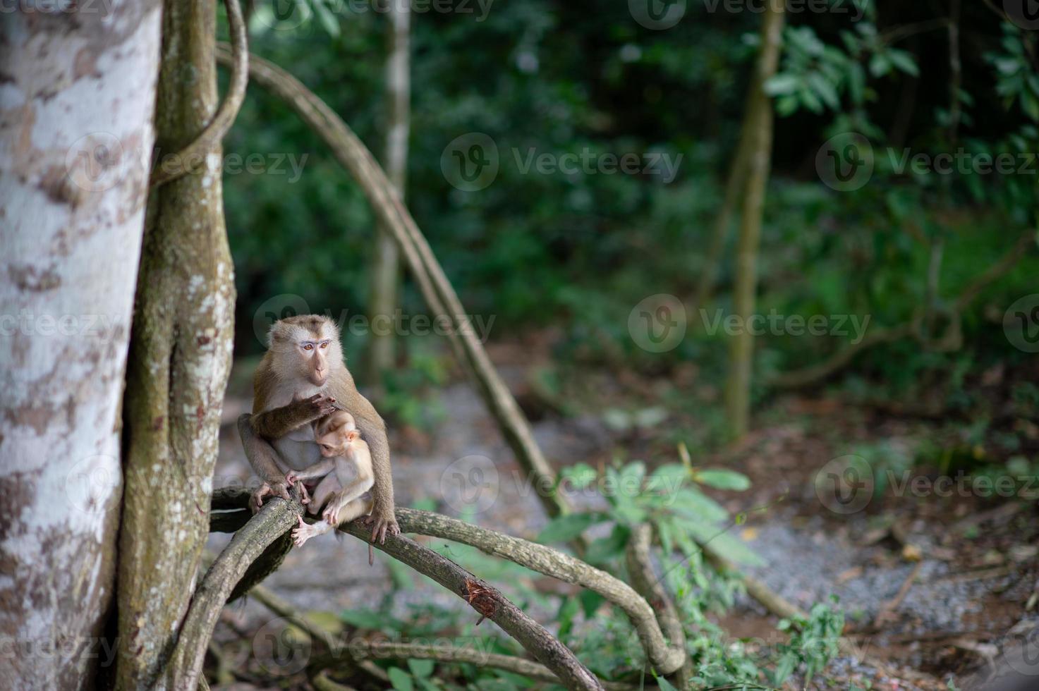 monos y monos en el bosque fértil foto