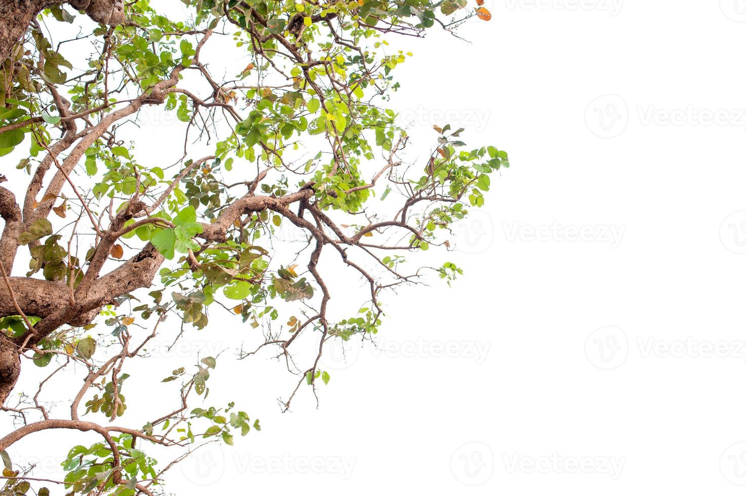 hermoso árbol sobre un fondo blanco concepto natural foto