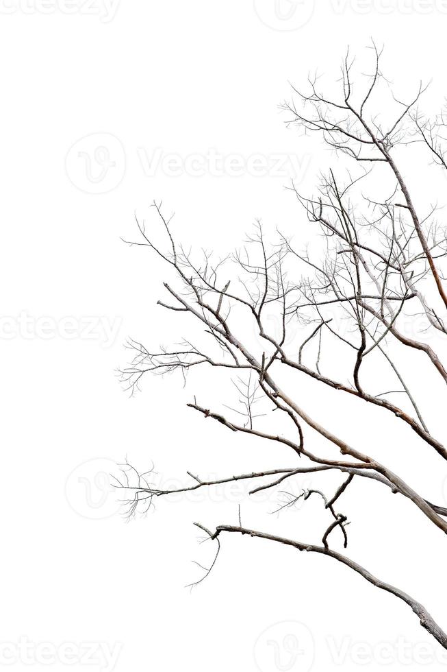 Dry twigs, dry trees on a white background Object concept photo