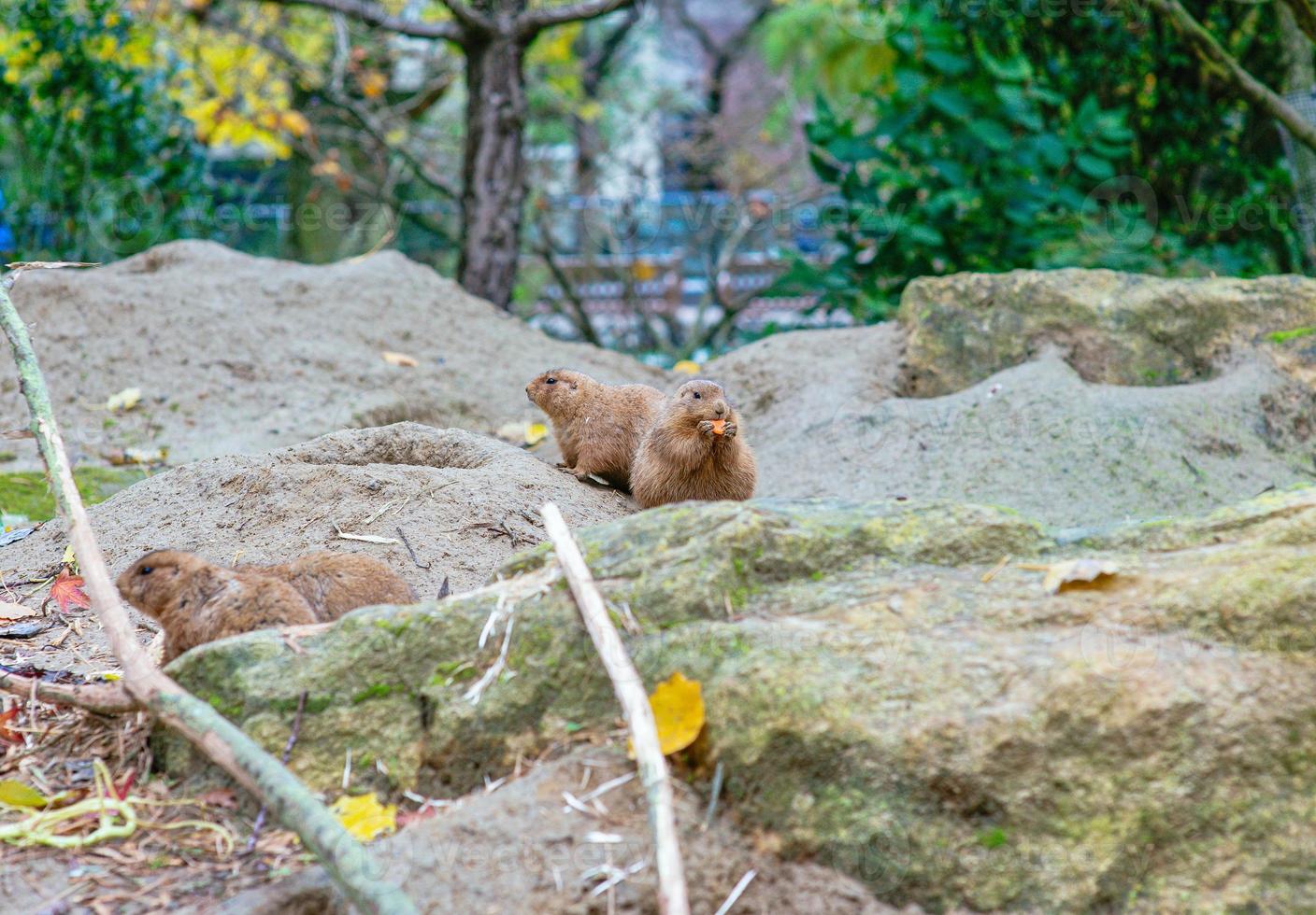 The black-tailed prairie dog in the zoo photo