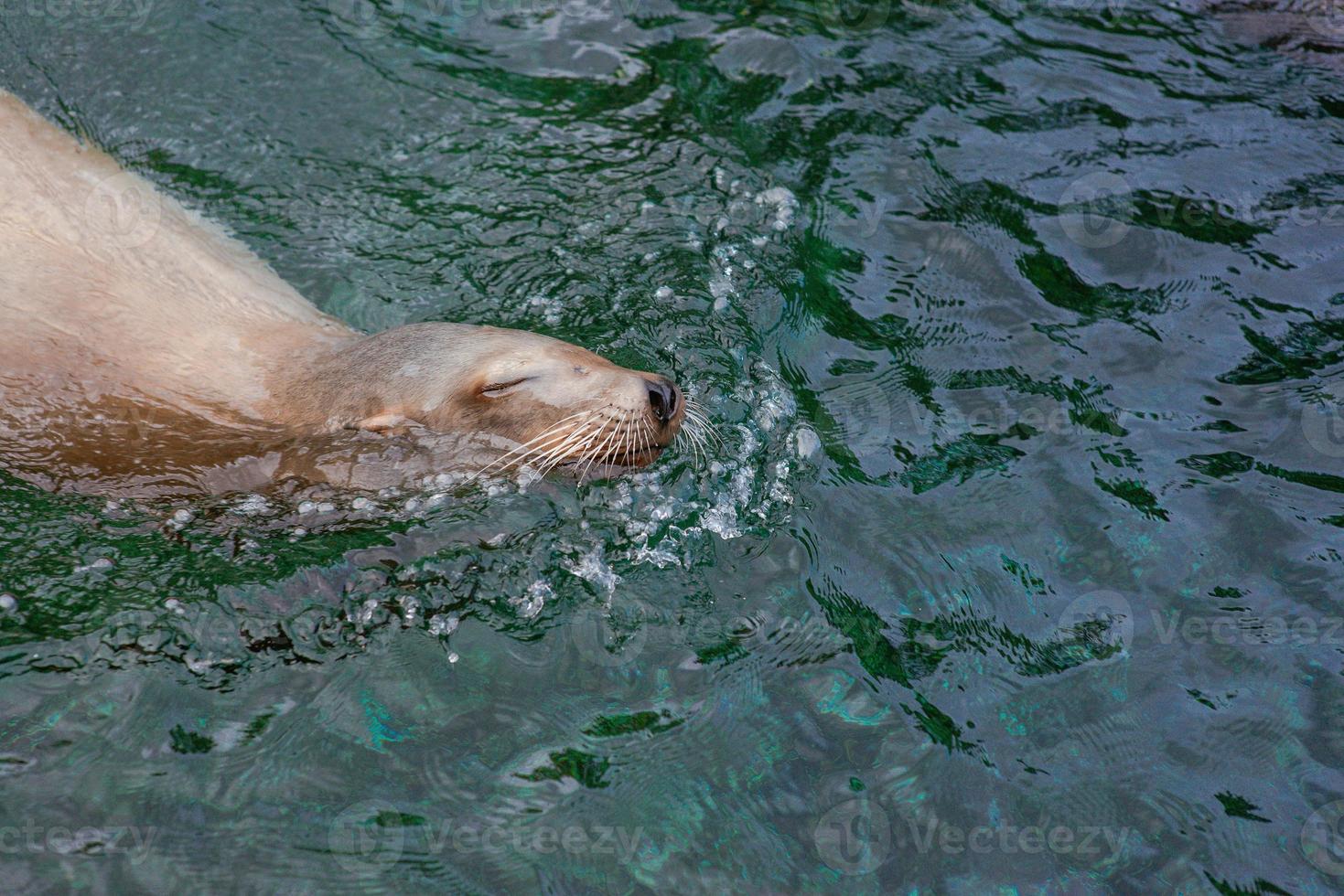 sealine in the water in the swimming pool in the zoo photo