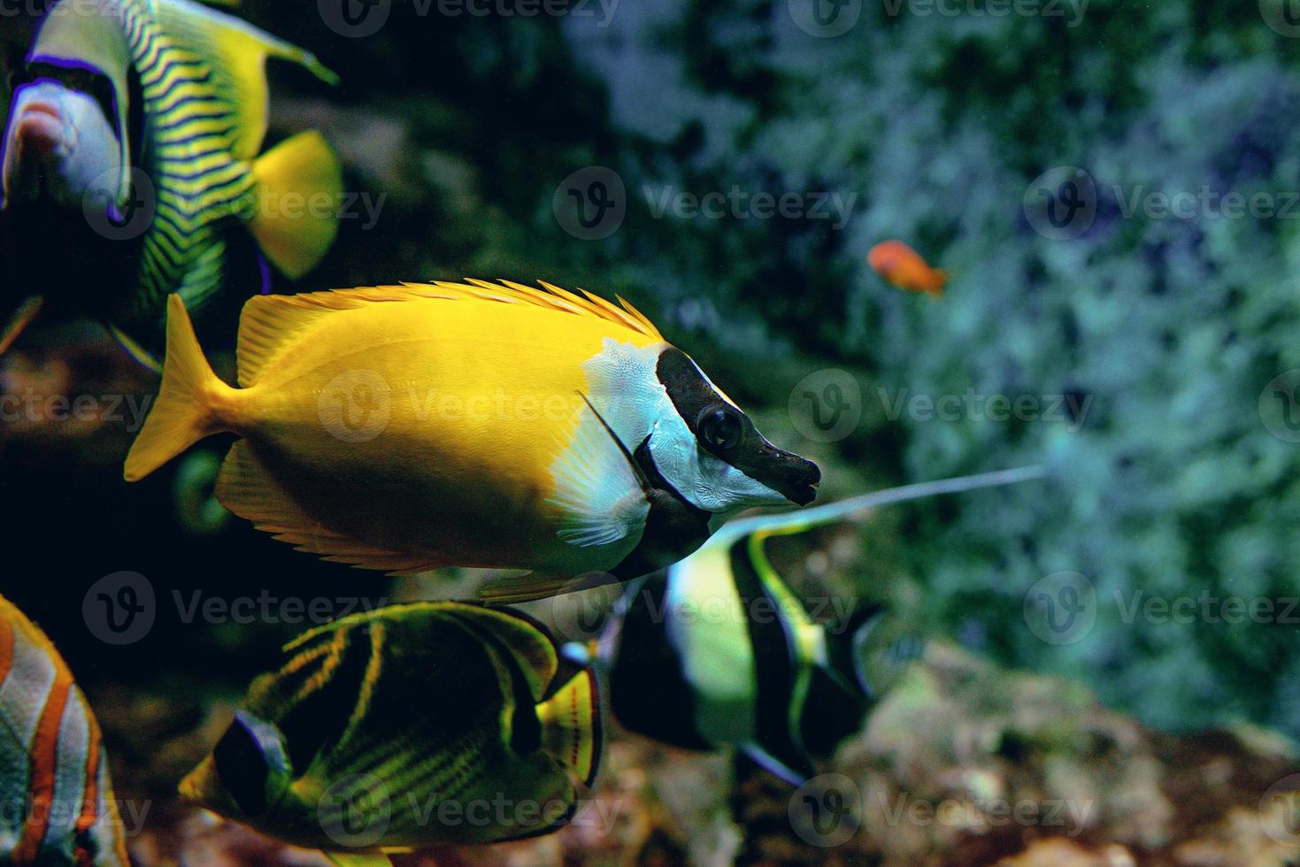 coloridos peces tropicales y corales bajo el agua en el acuario foto