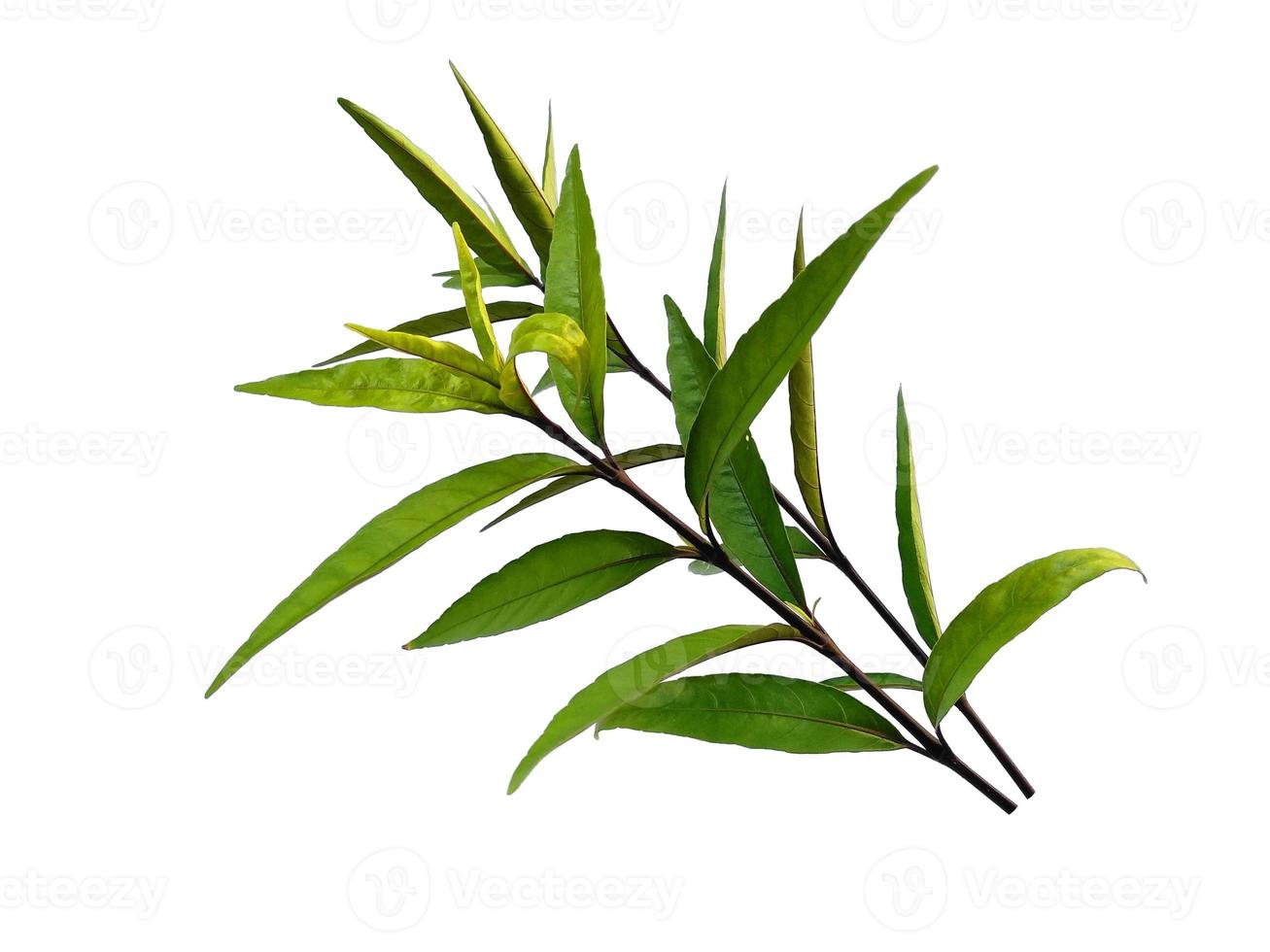 Justicia Fragilis leaf or justicia gendarussa leaves Isolated on white background photo