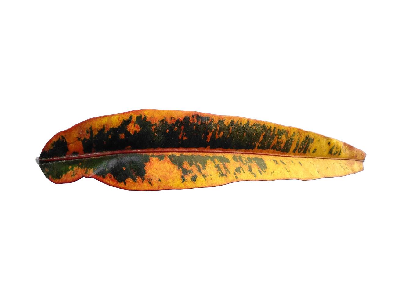 Codiaeum variegatum leaf Isolated on white background photo