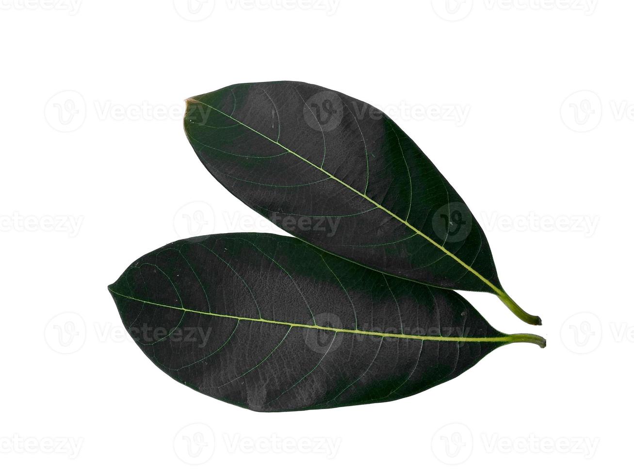 jackfruit leaf Isolated on white background photo