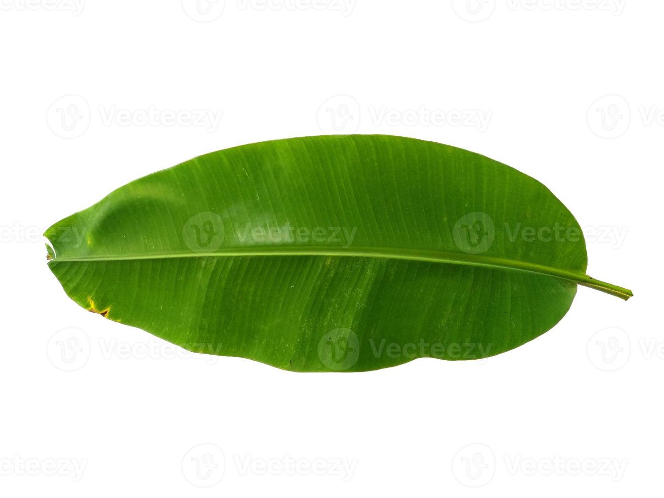 Banana or Musaceae leaf on white background photo