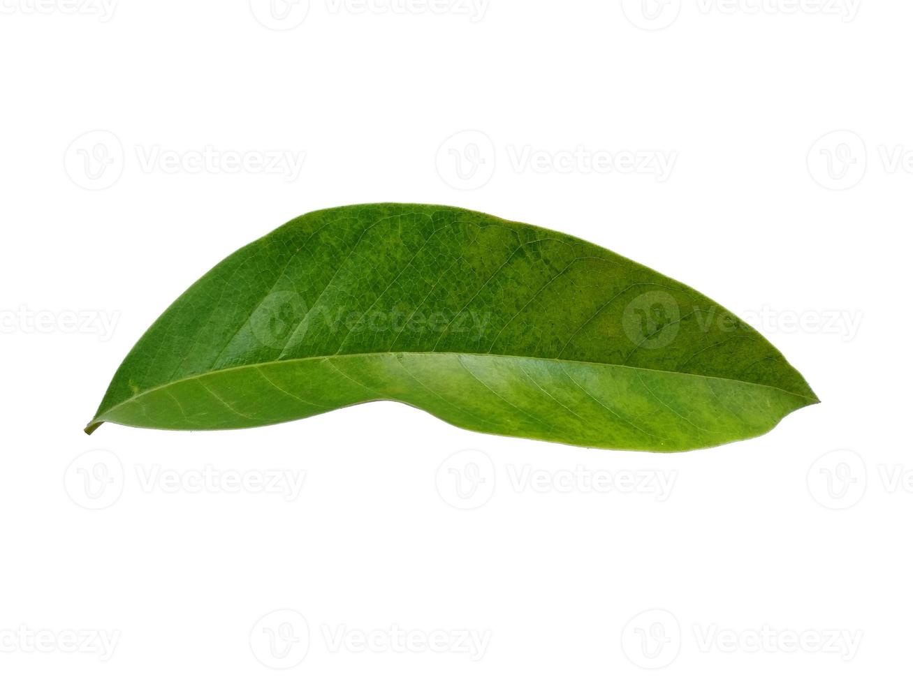 Magnolia champaca leaf on white background photo
