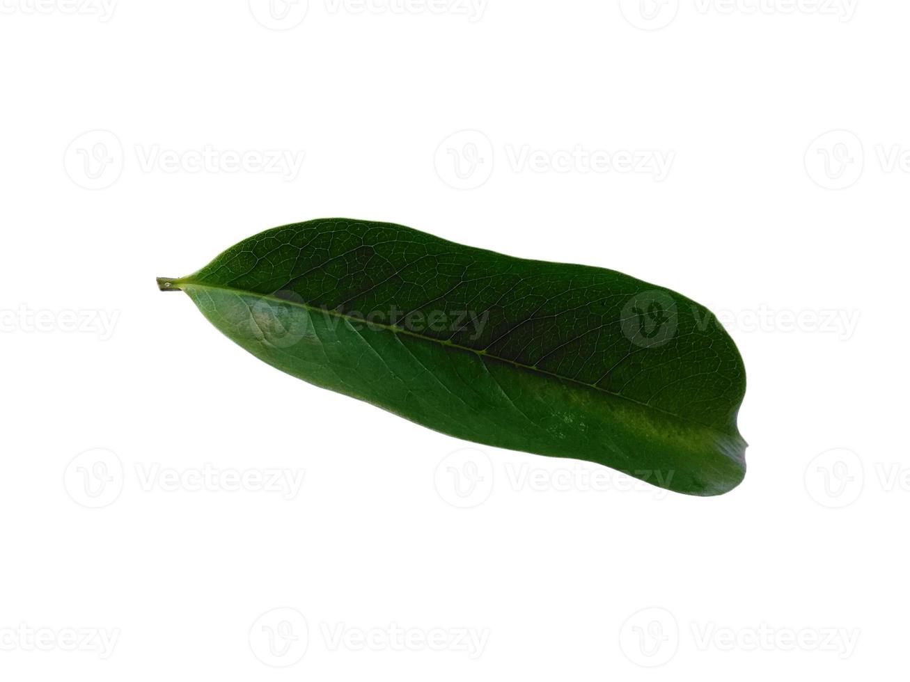 sirsak or Soursop or Annona muricata leaves on white background photo