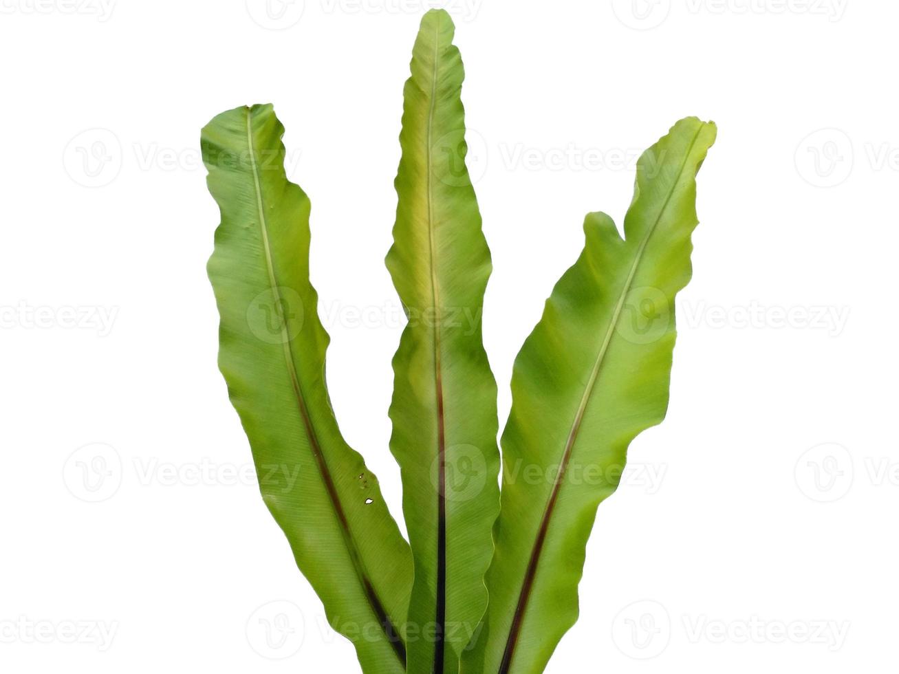 Bird Nest Fern or Asplenium nidus isolated on white background photo