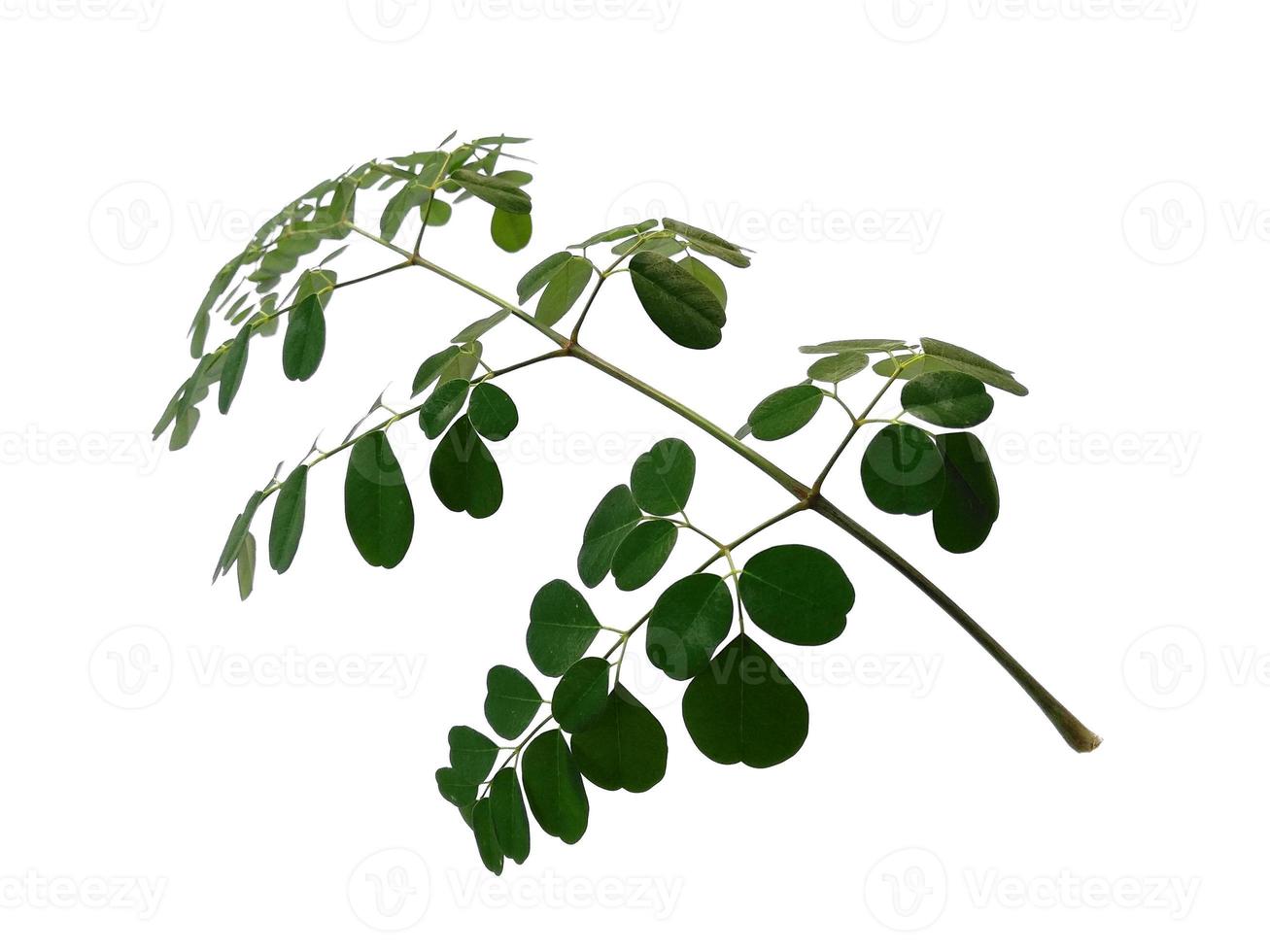 Moringa oleifera leaves or drumstick tree on white background photo