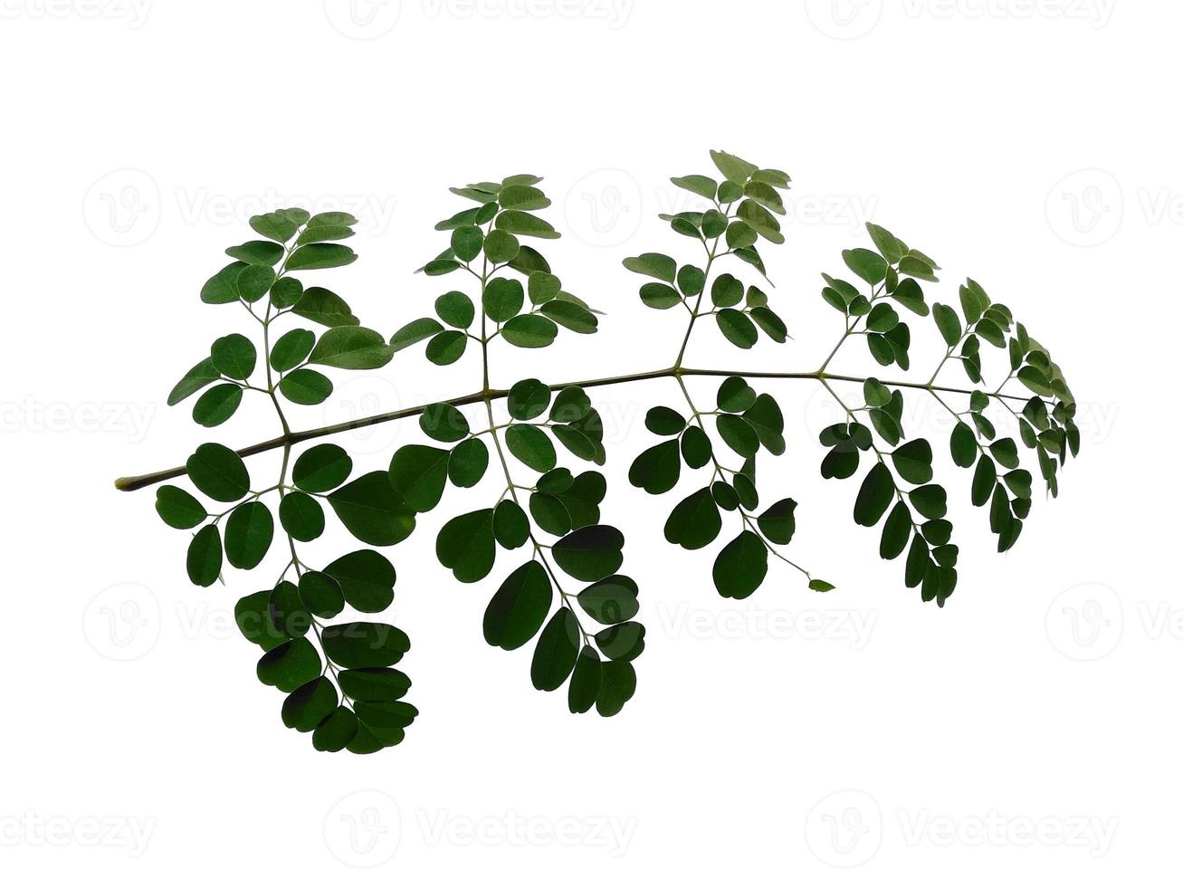 Moringa oleifera leaves or drumstick tree on white background photo