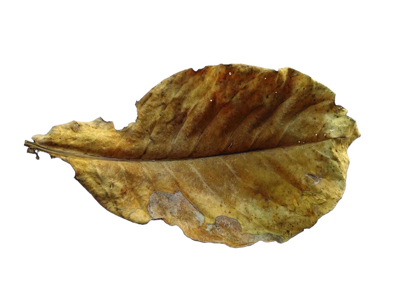 Sea almond leaves or terminalia catappa leaf Isolated on white background photo