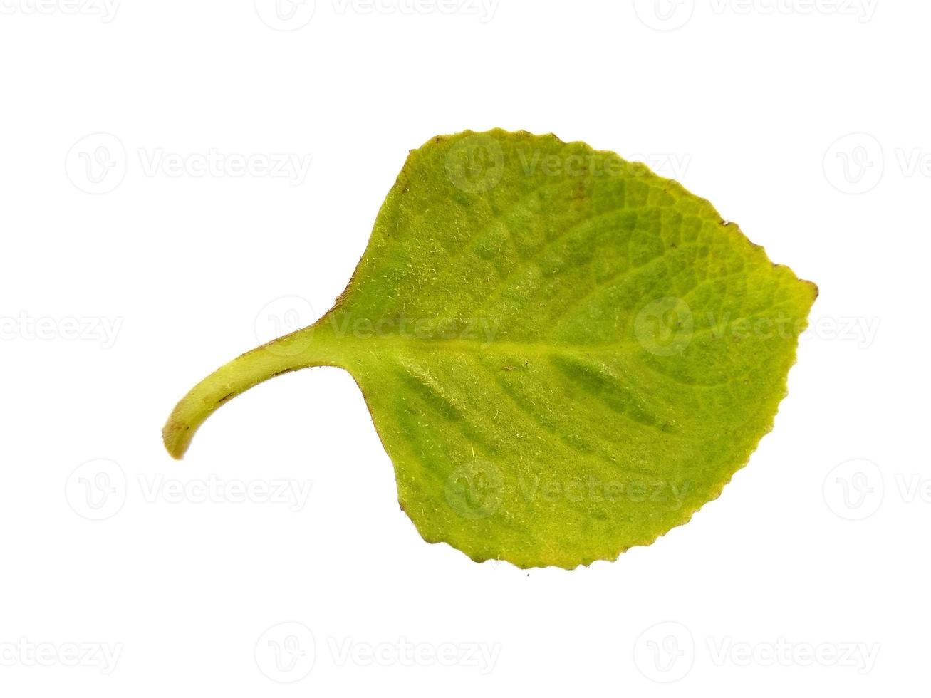 Green Plectranthus amboinicus leaf on white background photo