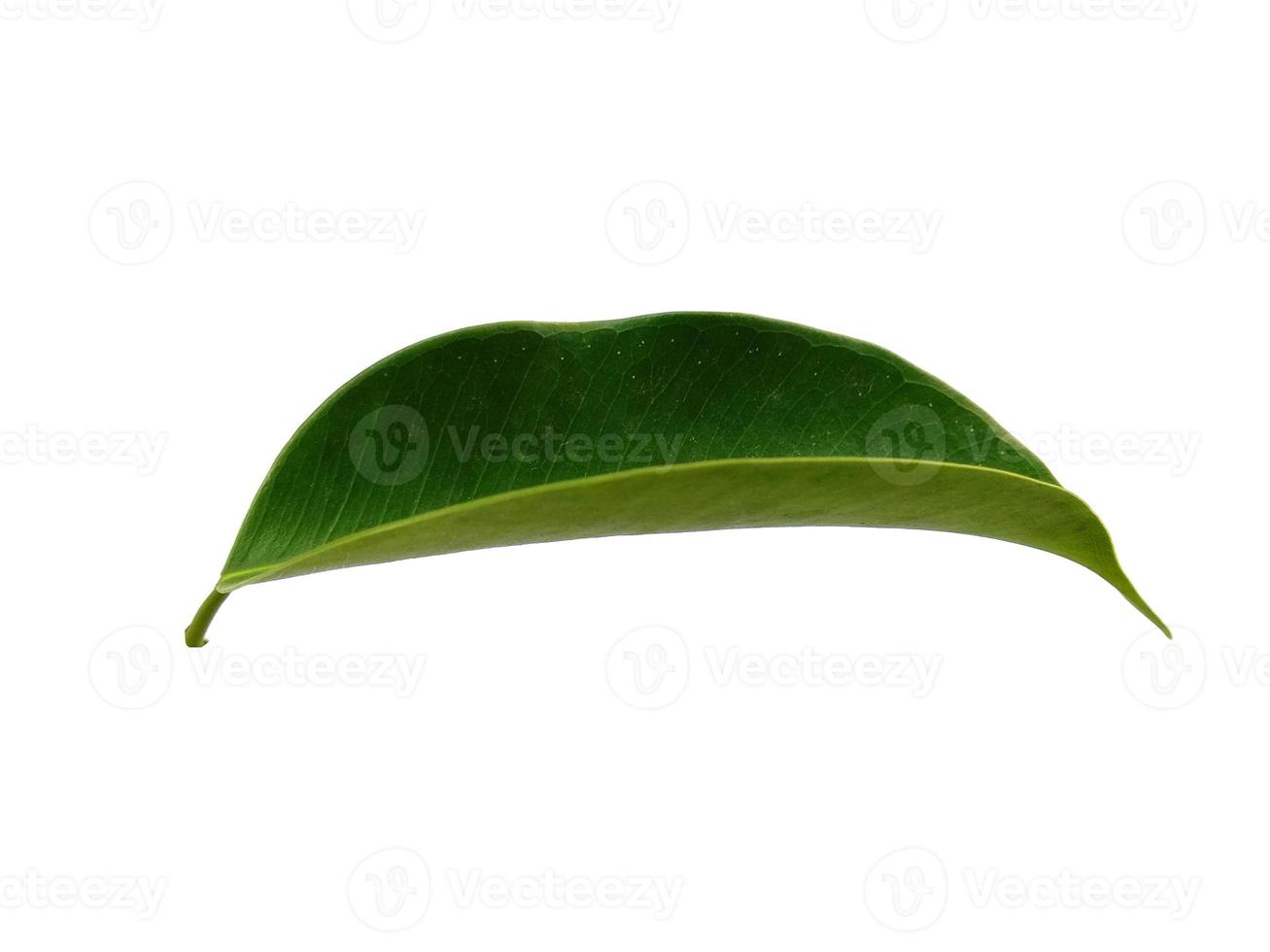 Banyan leaves Isolated on white background photo