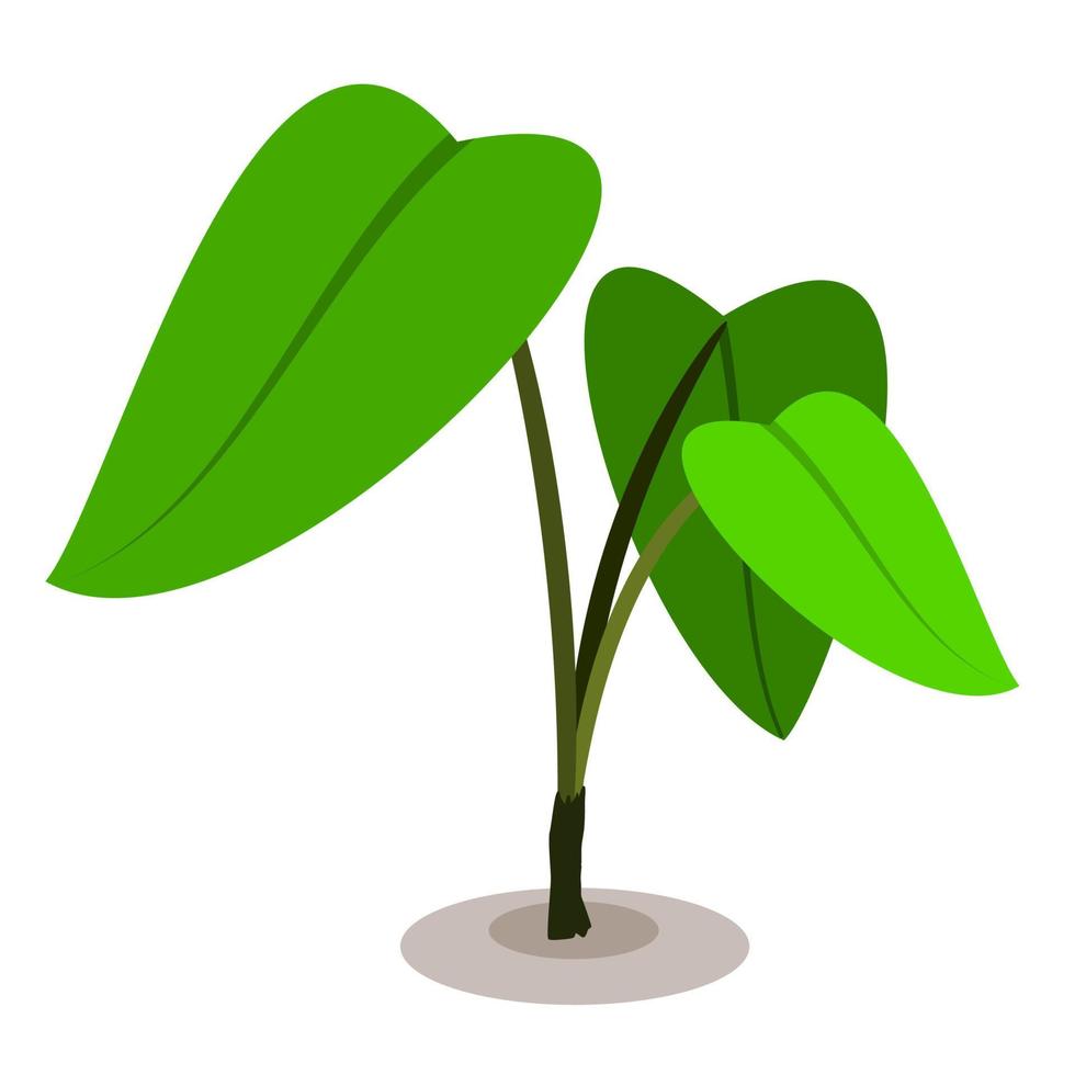 taro plant, wild taro isolated vector