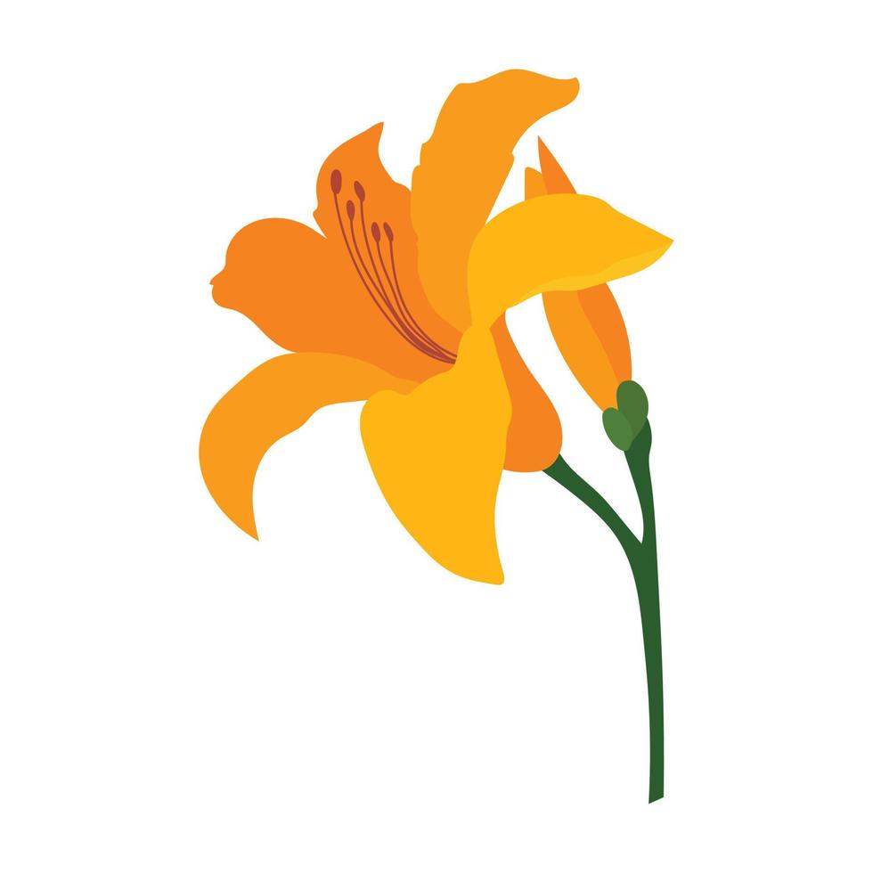 lily flower isolated on white background vector