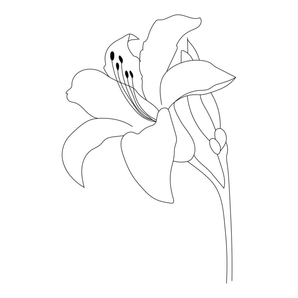 Outline lily flower isolated on white background vector