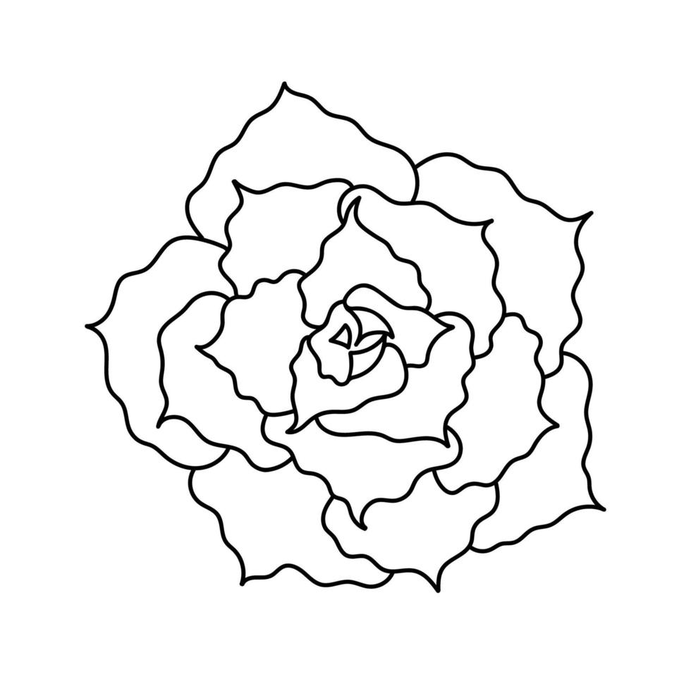 Hand drawn cute succulent in style doodle. graphic sketch home flower echeveria shaviana. Vector illustration, isolated elements on a white background.