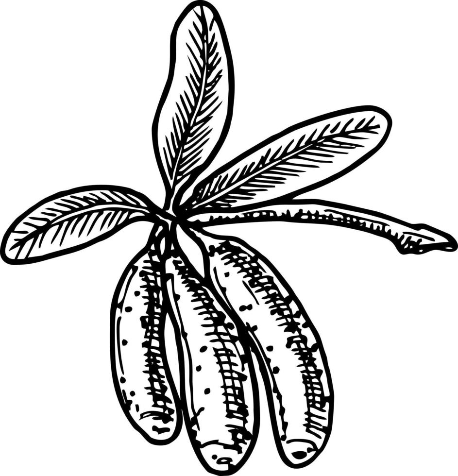 Branch of honeysuckle with leaves and berries. Sketch. Engraving style. Vector illustration
