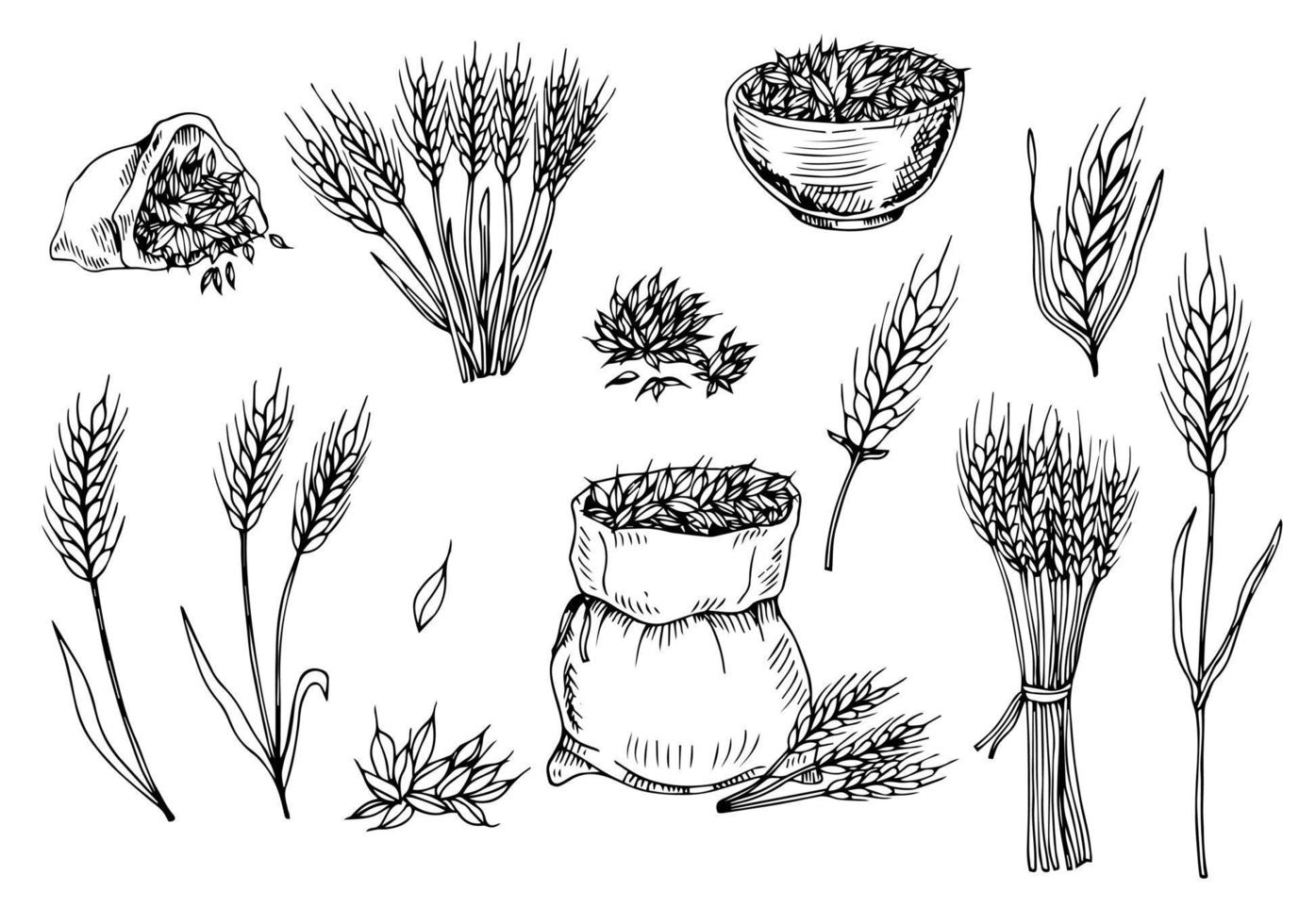 trigo dibujado a mano. plantas de cereales en una bolsa y cereales en un cuenco, cebada de centeno y espigas de trigo. boceto boceto boceto para plantilla de envasado de alimentos, grabado de alimentos vector