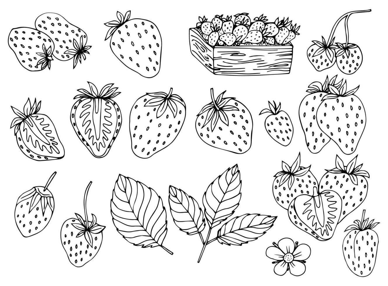 Strawberry hand drawn vector illustration. Strawberries sketch. Vector illustration. Black and white.