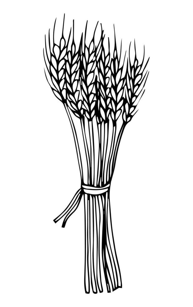 cultivo de cereal de espigas de pan de trigo. boceto dibujado a mano en estilo de grabado vintage vector