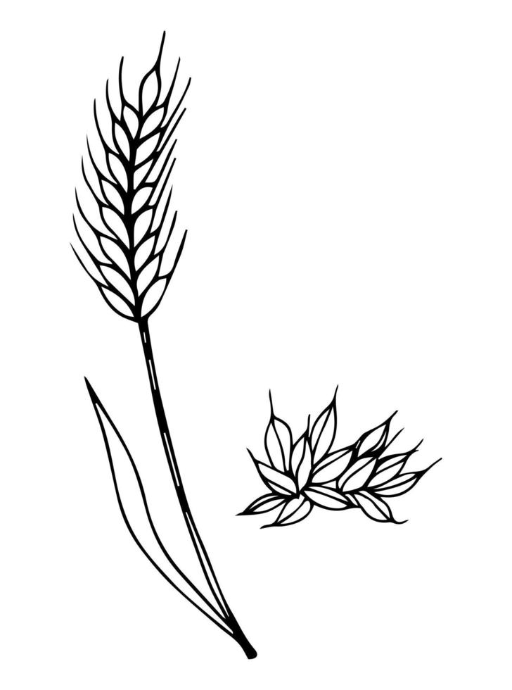 Dibujo de espigas de trigo dibujadas a mano vectorial de un montón de espigas de grano. ilustración de cereales en estilo vintage. grano de trigo, gránulos, núcleo, maíz, centeno, cebada, avena, pic, trigo sarraceno, hierba, salvado vector