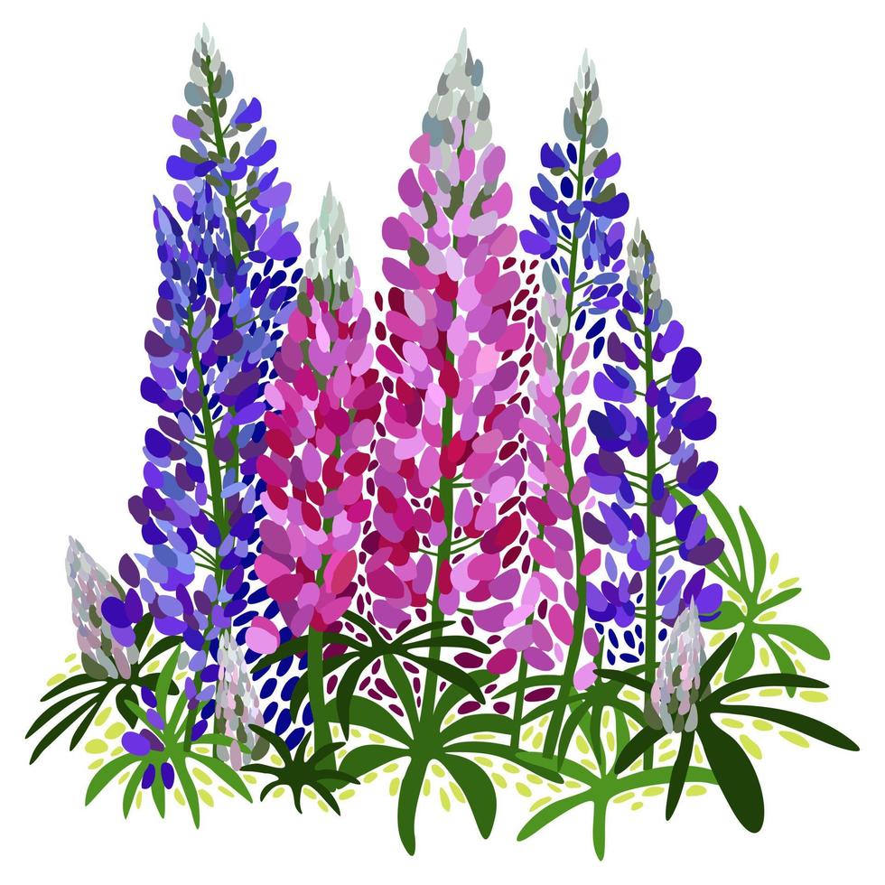 Vector isolated illustration of garden flowers, lupines.
