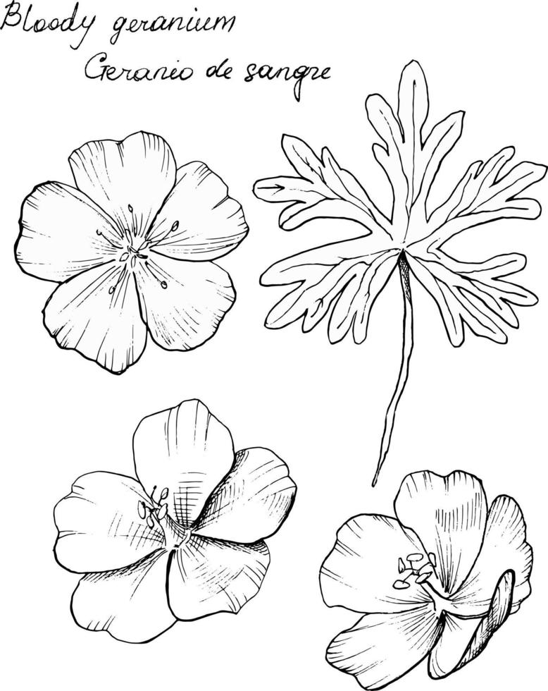 ilustración botánica dibujada a mano de la flor de geranio sangrienta. cada elemento está aislado. muy fácil de editar para cualquiera de tus proyectos. ilustración vectorial vector