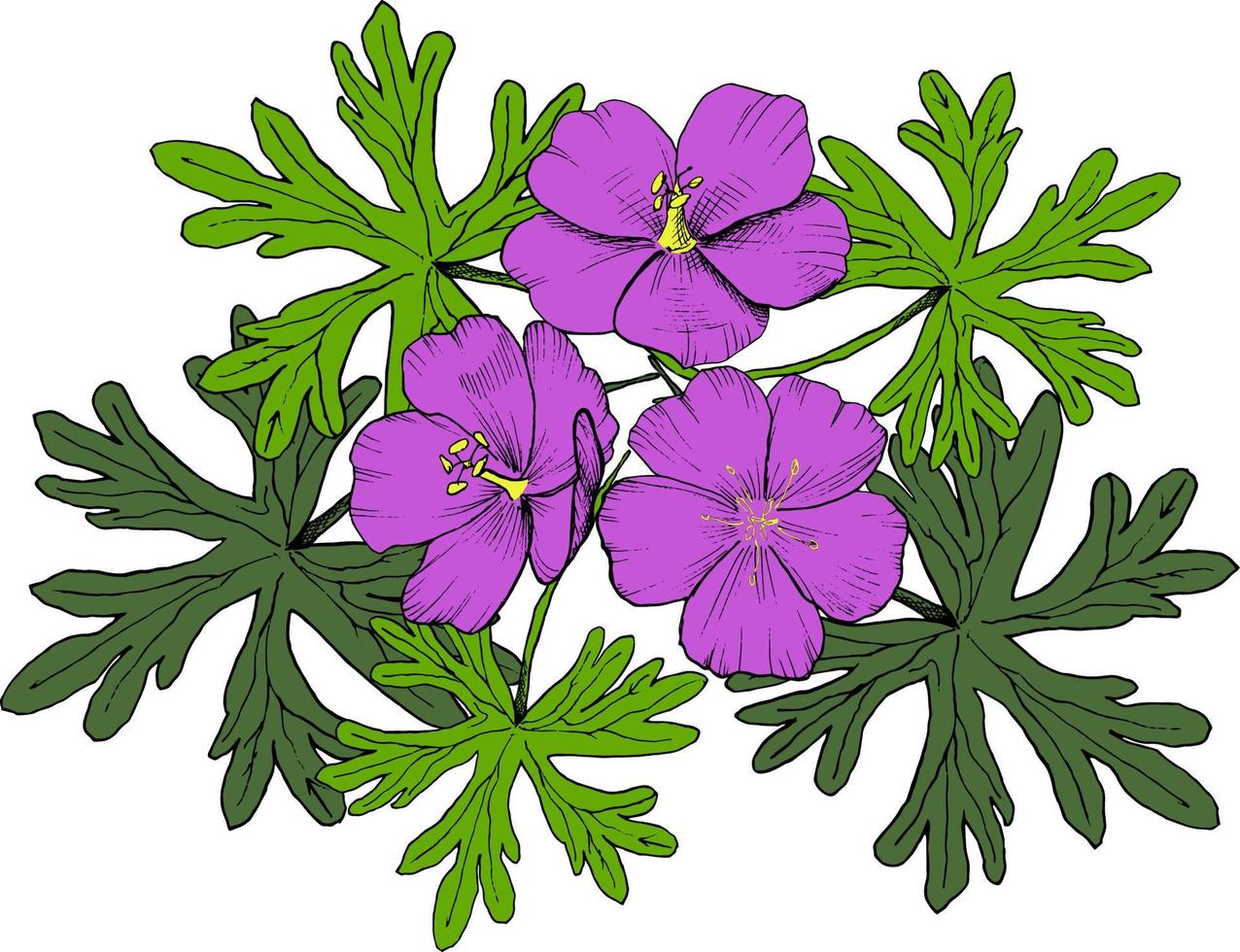 Colorful vector illustration of geranium flowers bouquet for invitation and greeting card, t-shirts design. All elements are isolated on their layers.