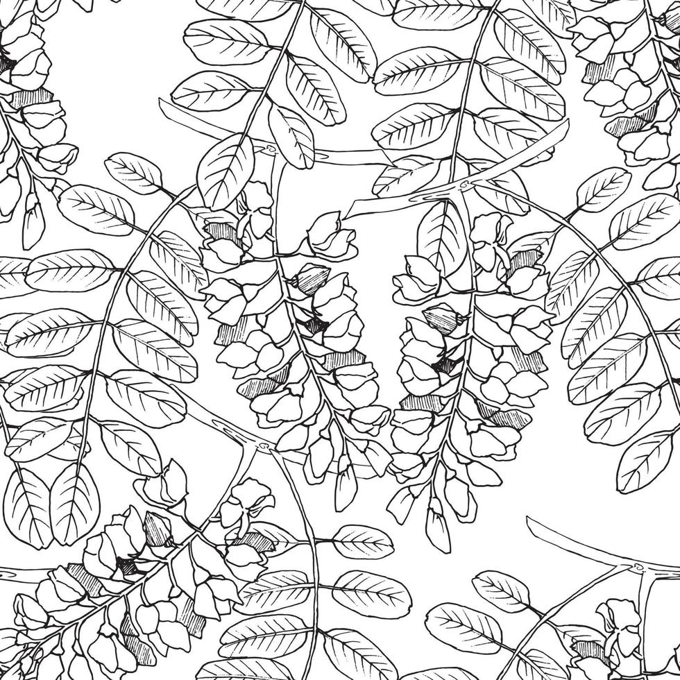 patrón botánico vectorial transparente con árboles de acacia dibujados a mano. fondo floral vintage frondoso de primavera. hojas y hierbas. fondo para textiles, telas, cubiertas, papeles pintados, impresión, regalo de envoltura vector