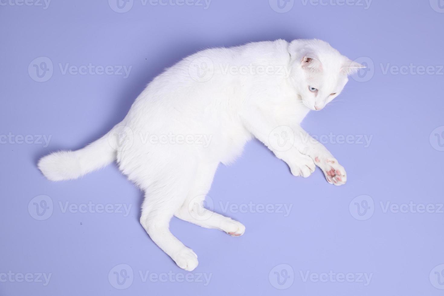 Cute Young Cat photo