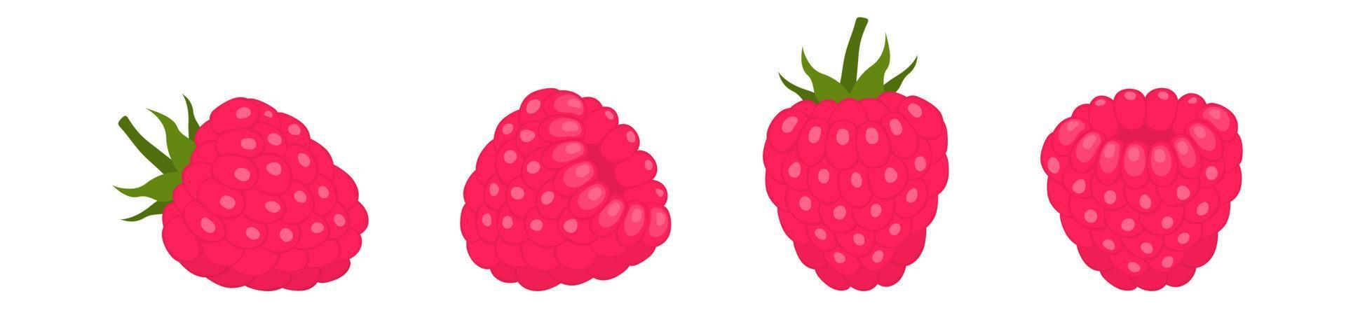 Ripe raspberries with green tail. Red sweet berry with juicy natural taste. Decorating desserts and making smoothies and vector juices