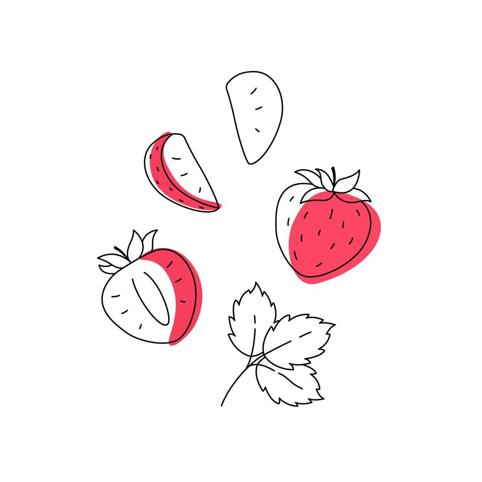 Strawberry outline doodle with spots. Whole, pieces, seed and leaves. vector